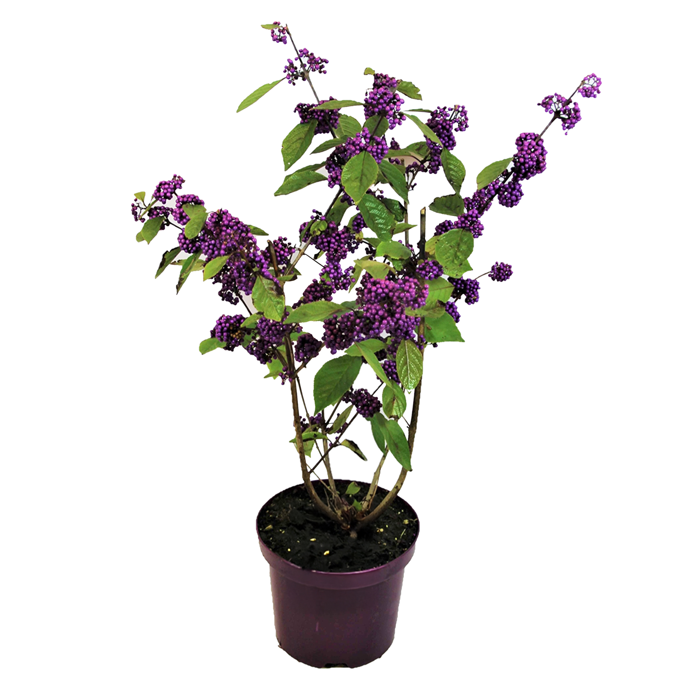 Schoonvrucht - Callicarpa bodinieri'Profusion'- Hoogte 50-60cm -⌀19cm afbeelding
