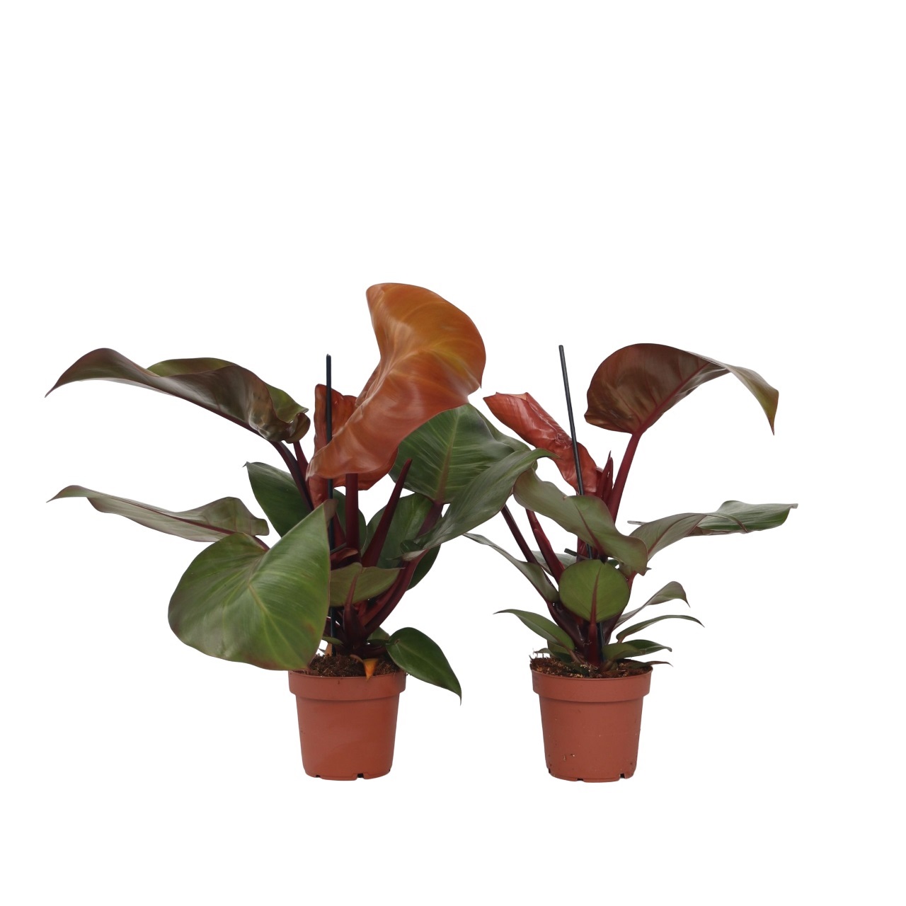 Philodendron - Set van 2 - Philodendron'Sun Light'- Hoogte 20-30cm -⌀12cm afbeelding