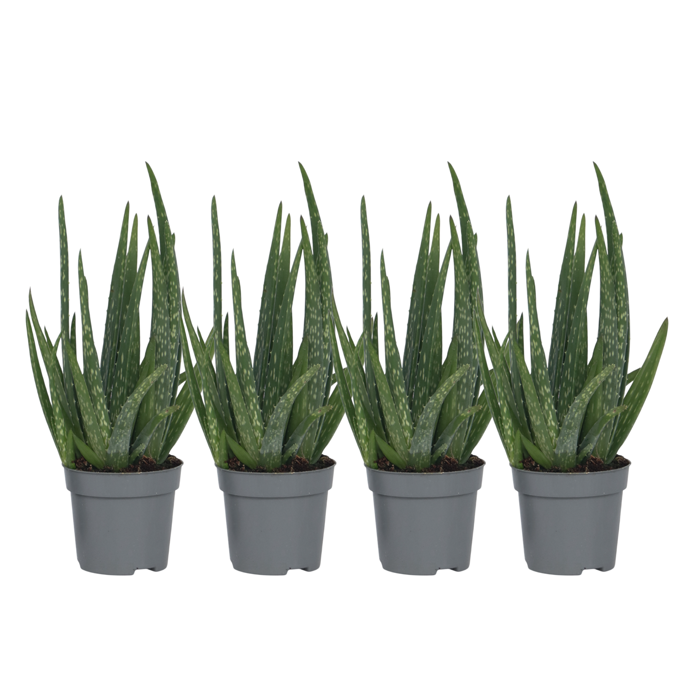 Aloë vera - Set van 4 - Aloe barbadensis - Hoogte 25-40cm - ⌀10,5cm afbeelding
