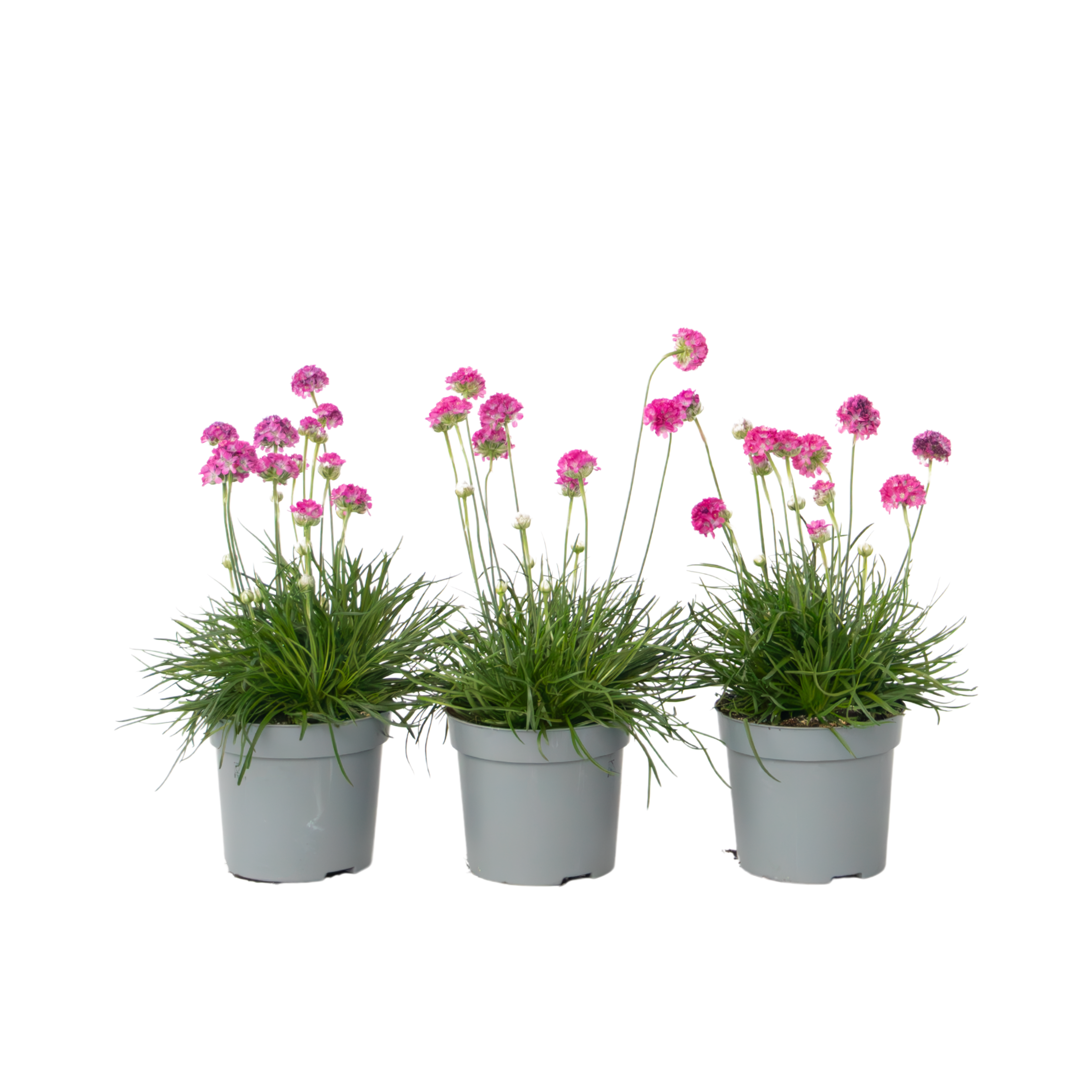 Engels gras - Set van 3 - Armeria maritima'Deep Rose'- Hoogte 20-30cm -⌀12cm afbeelding