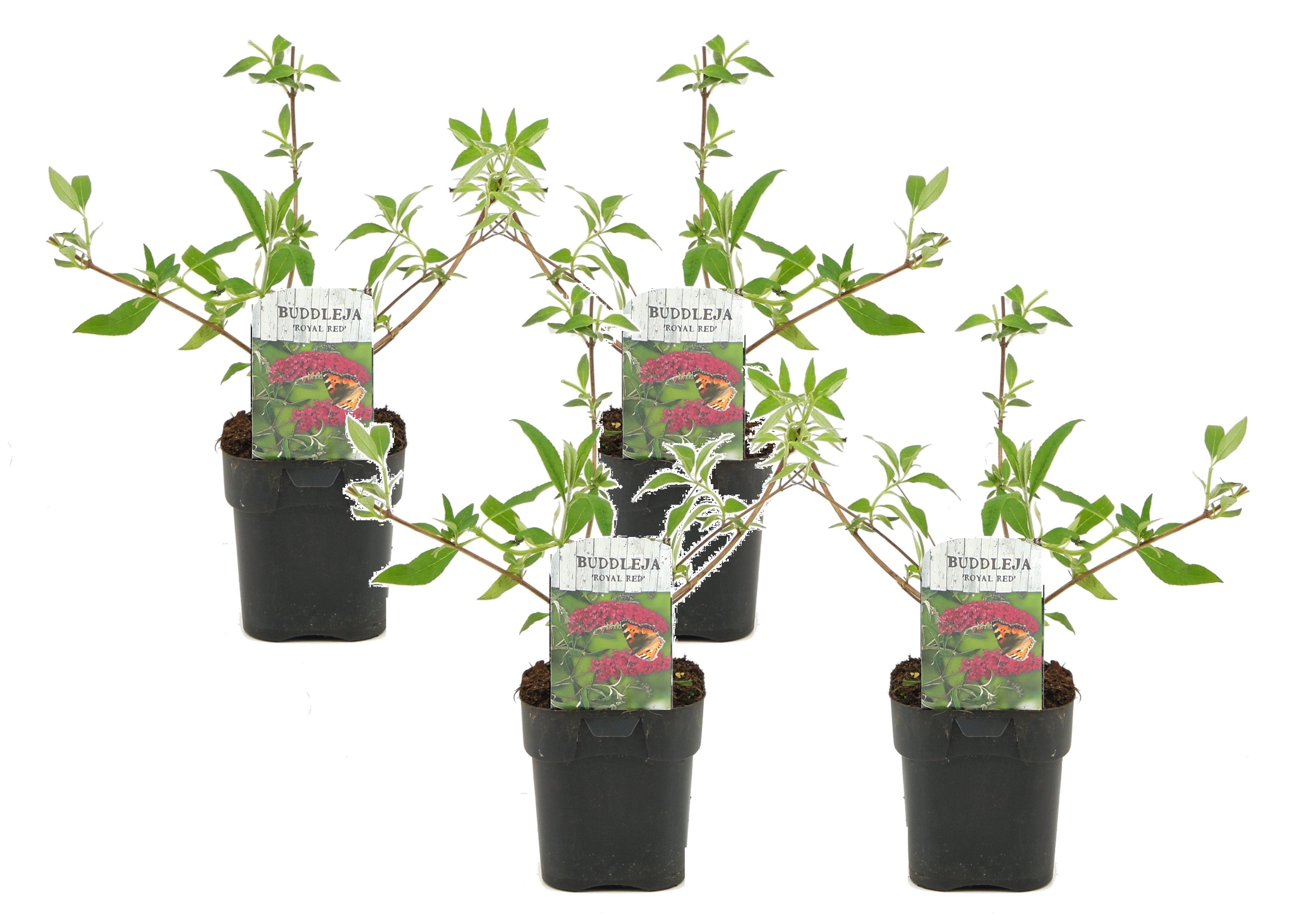 Vlinderstruik - Set van 4 - Buddleja'Royal Red'- Hoogte 30-40cm -⌀17cm afbeelding