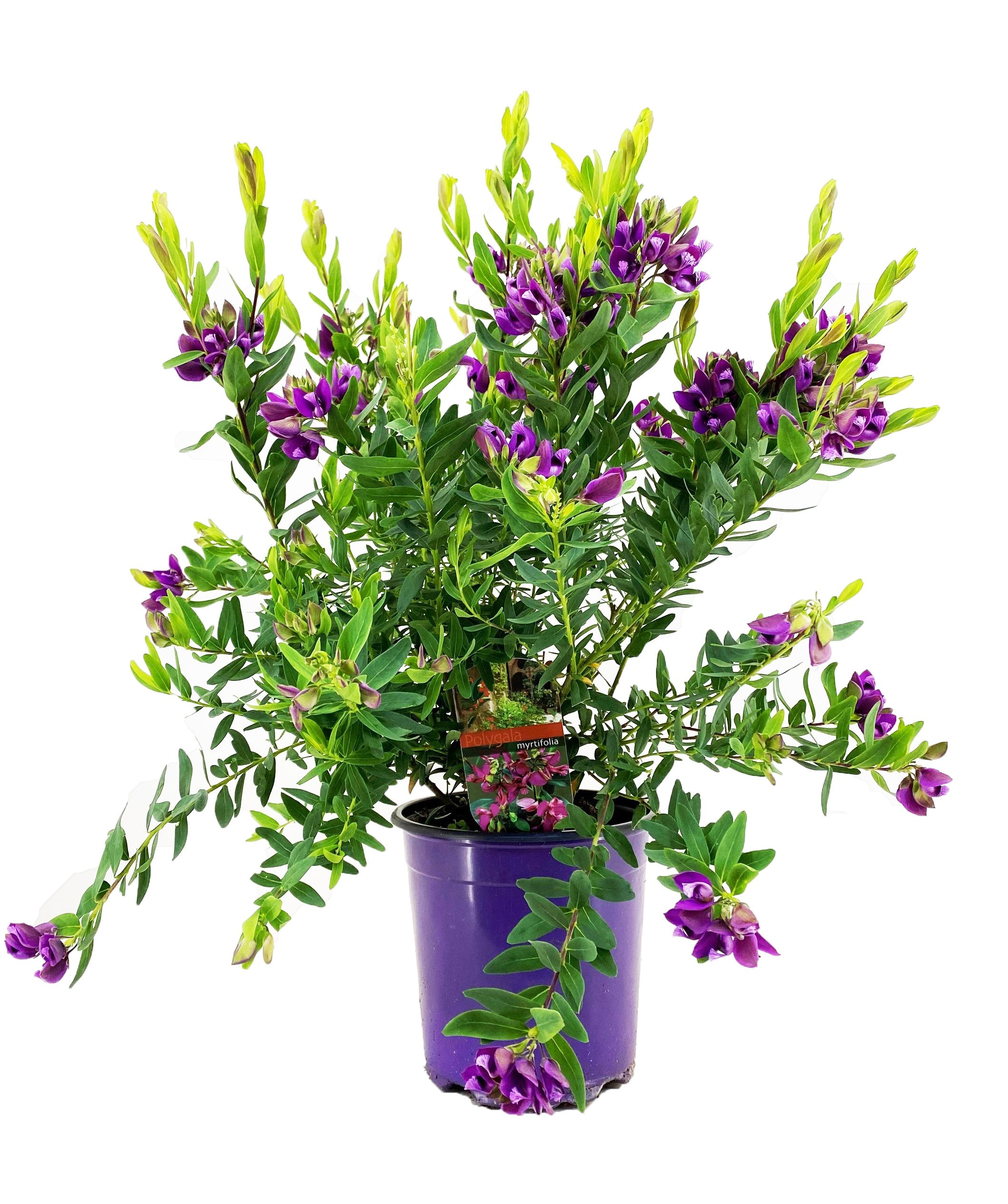 Vleugeltjesbloem - Polygala myrtifolia'Bibi Pink'- Hoogte 35-50cm -⌀14cm afbeelding