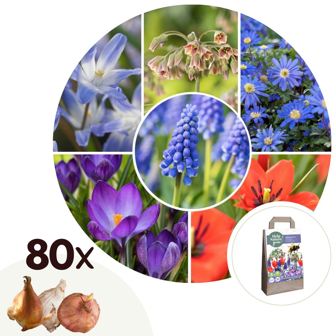Blije Bij - Set van 80 - Anemon Chionodoxa Muscari Nectar.Tulipa - Bloembollen afbeelding