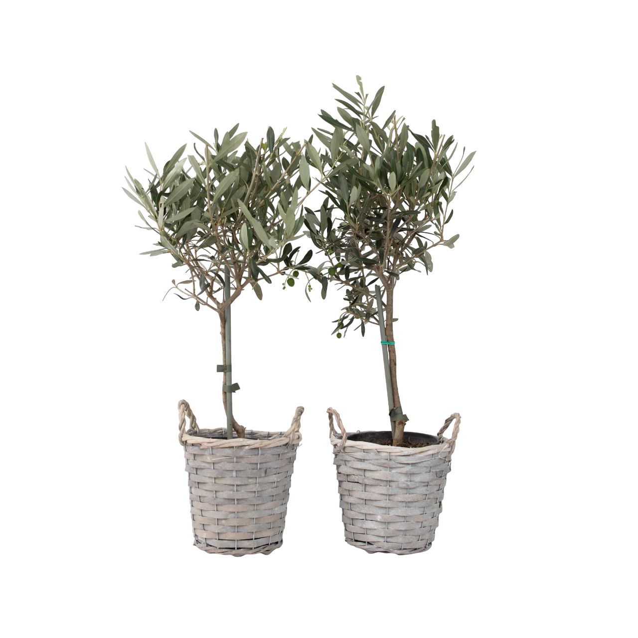 Olijfboom - Set van 2 - Olea europaea - Hoogte 50-60cm -⌀14cm afbeelding