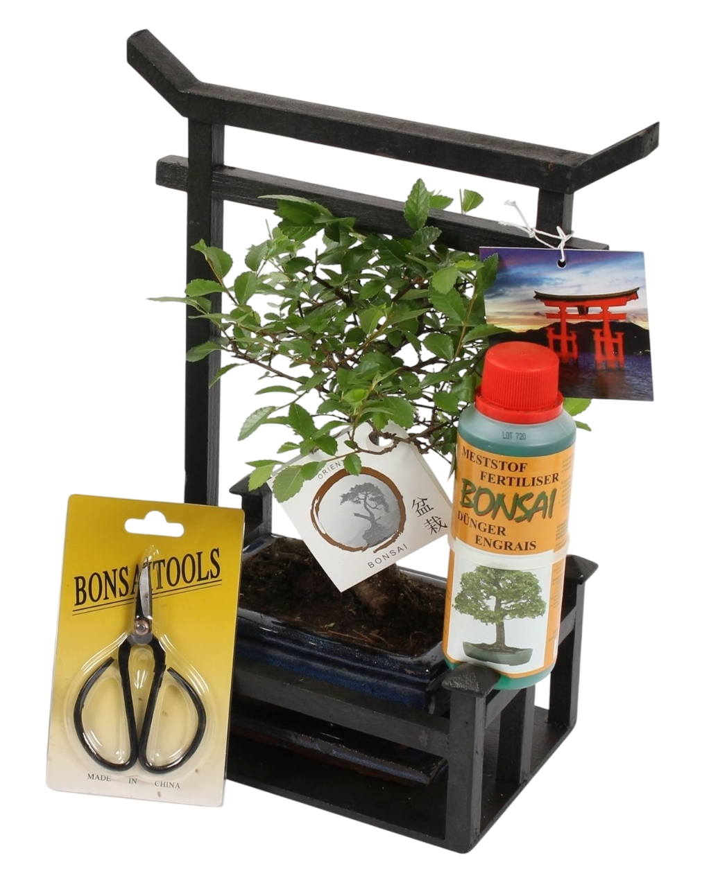 Miniatuurboom - Bonsai - Hoogte 25-35cm -⌀15cm afbeelding