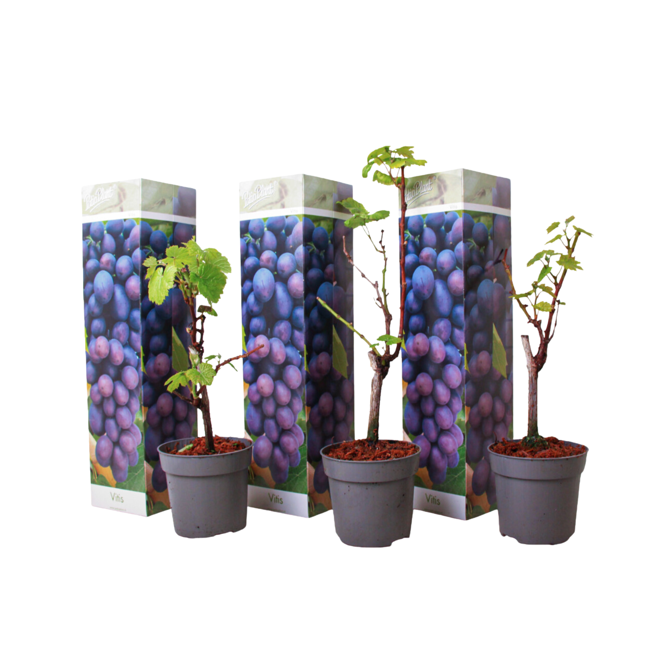 Druivenplant - Set van 3 - Vitis'Cabernet Franc'- Hoogte 25-40cm -⌀9cm afbeelding