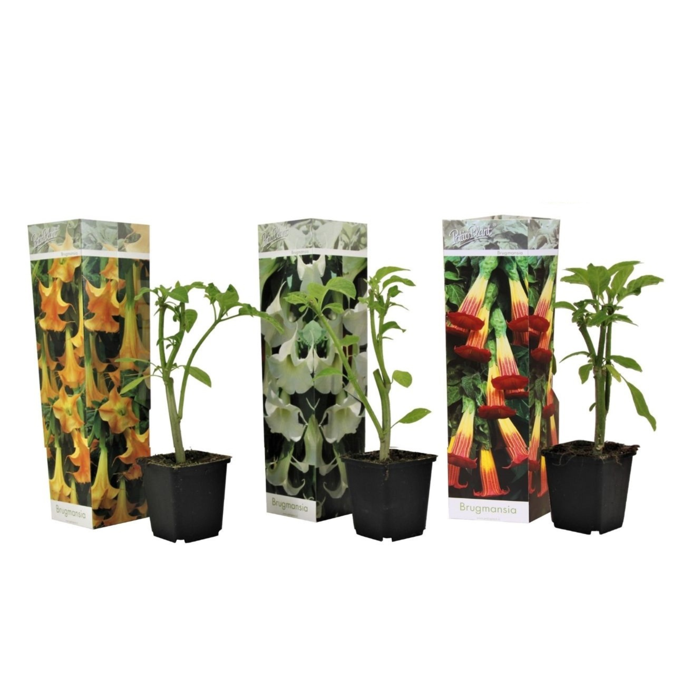 Engelentrompet - Set van 3 - Brugmansia - Hoogte 25-40cm -⌀9cm afbeelding