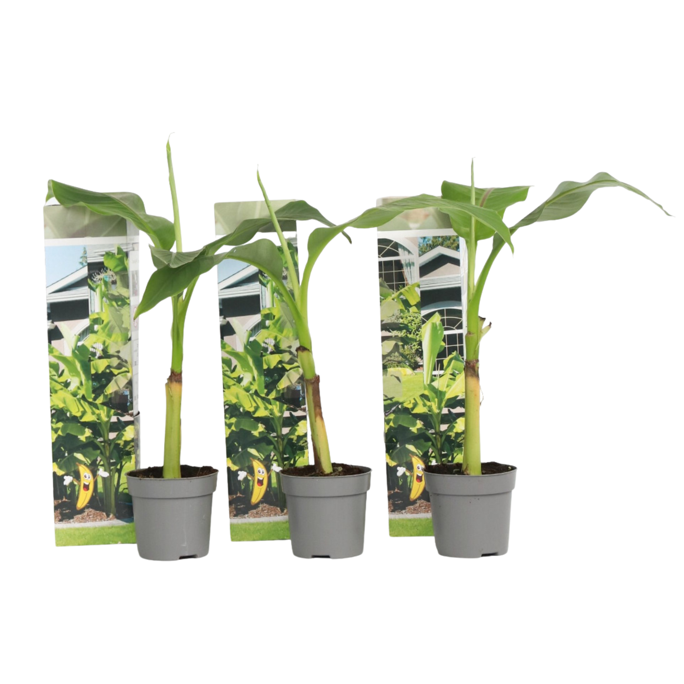 Bananenplant - Set van 3 - Musa basjoo - Hoogte 25-40cm -⌀9cm afbeelding