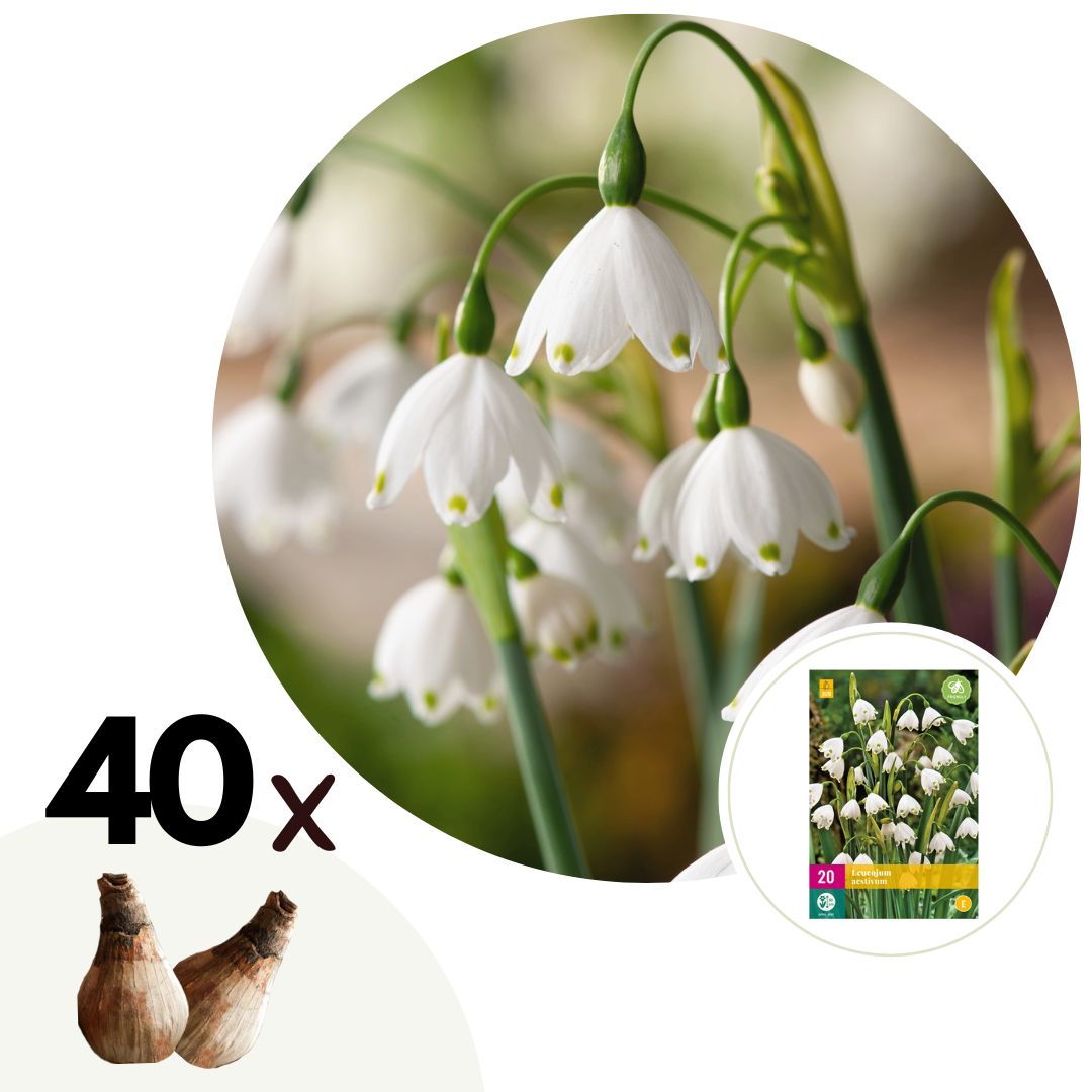 Zomerklokje - Set van 40 - Leucojum aestivum - Bloembollen - Wit afbeelding