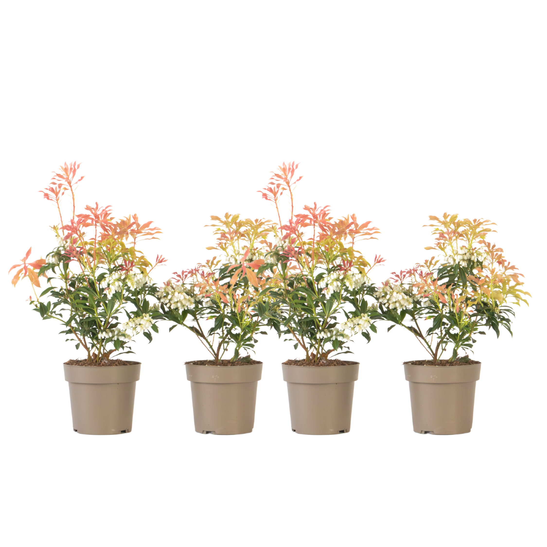 Rotsheide - Set van 4 - Pieris'Forest Flame'- Hoogte 25-40cm -⌀17cm afbeelding