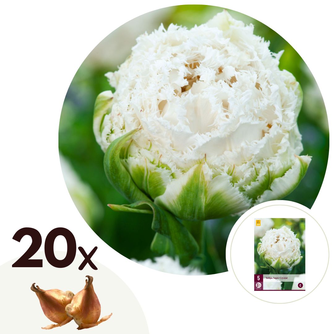 Tulpenbollen - Set van 20 - Tulipa'Snow Crystal'- Bloembollen - Wit afbeelding