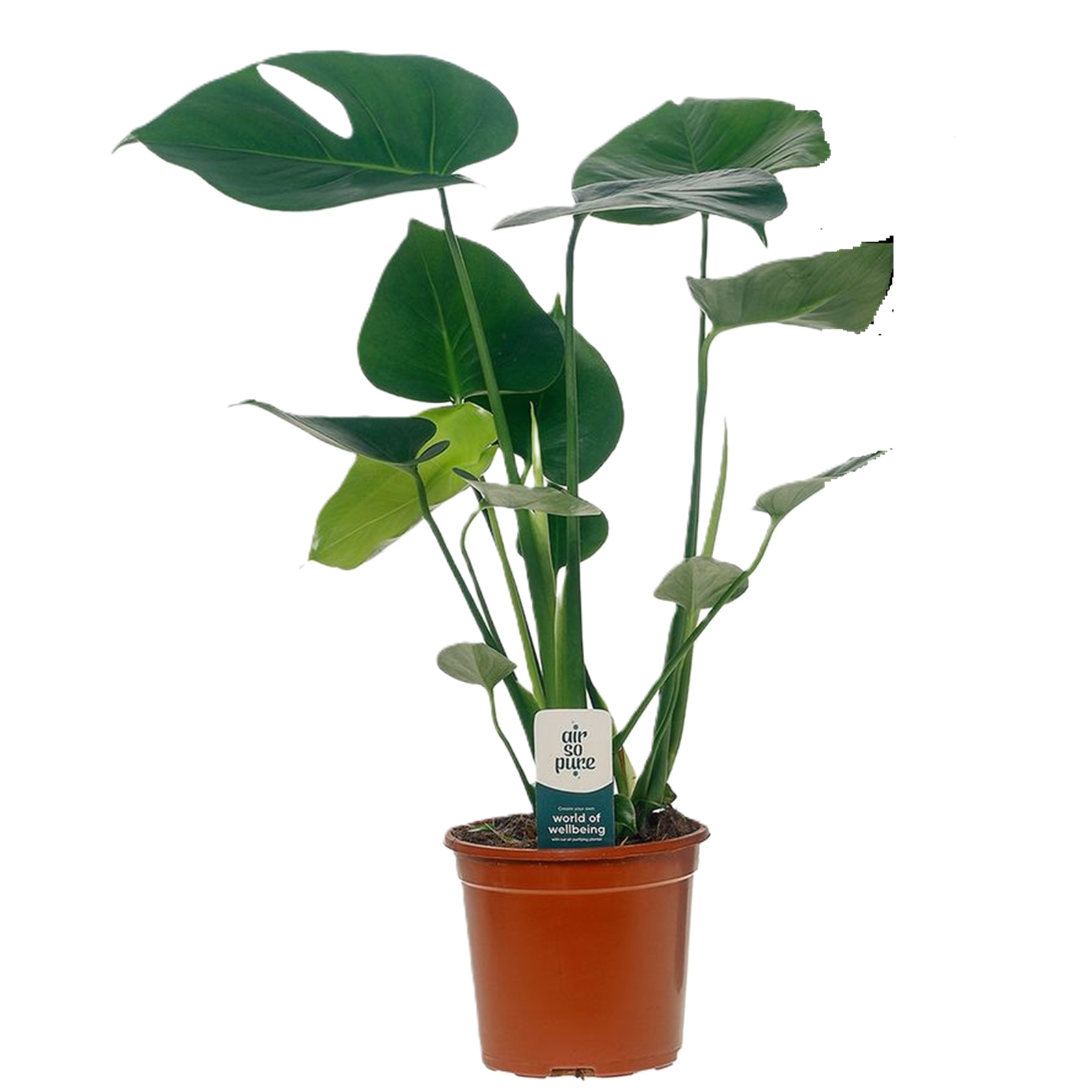 Gatenplant - Monstera deliciosa - Hoogte 45-55cm -⌀14cm afbeelding