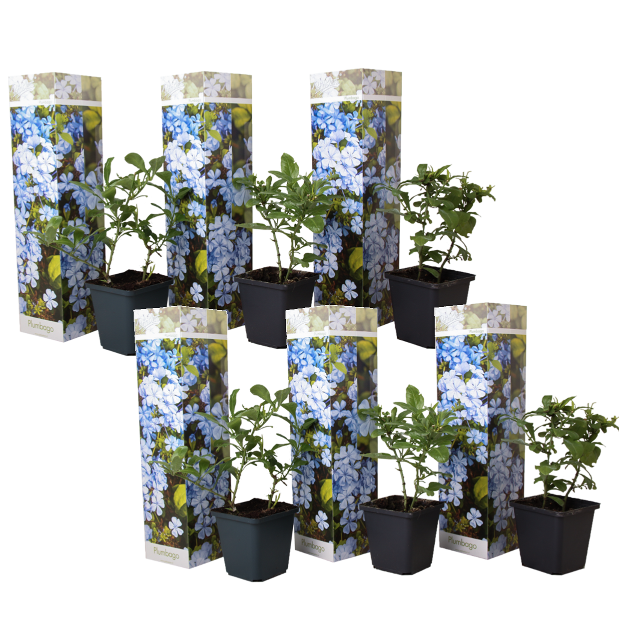 Mannentrouw - Set van 6 - Plumbago auriculata - Hoogte 25-40cm -⌀9cm afbeelding