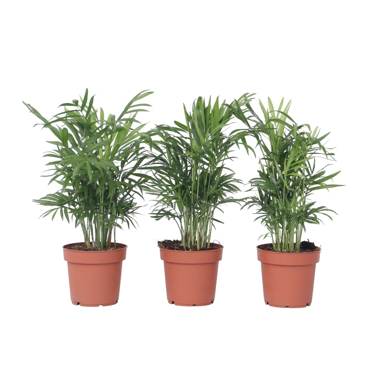Dwergpalm - Set van 3 - Chamaedorea elegans - Hoogte 30-40cm -⌀12cm afbeelding