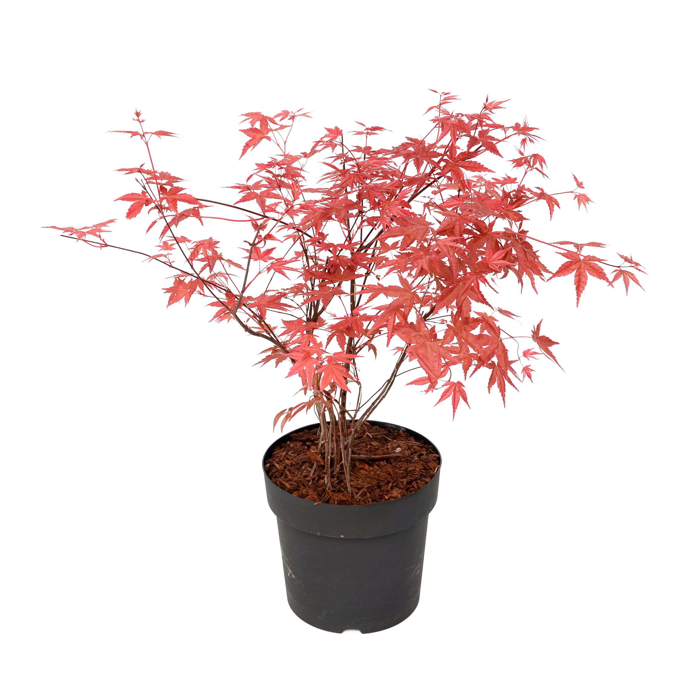 Japanse Esdoorn - Acer palmatum'Beni Maiko'- Hoogte 60-70cm -⌀19cm afbeelding