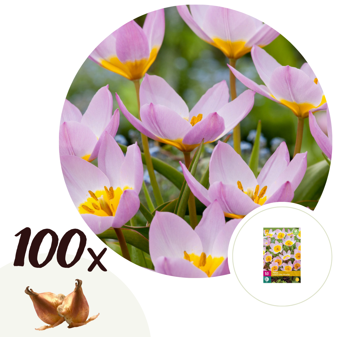 Tulpenbollen - Set van 100 - Tulipa bakeri'Lilac Wonder'- Bloembollen afbeelding