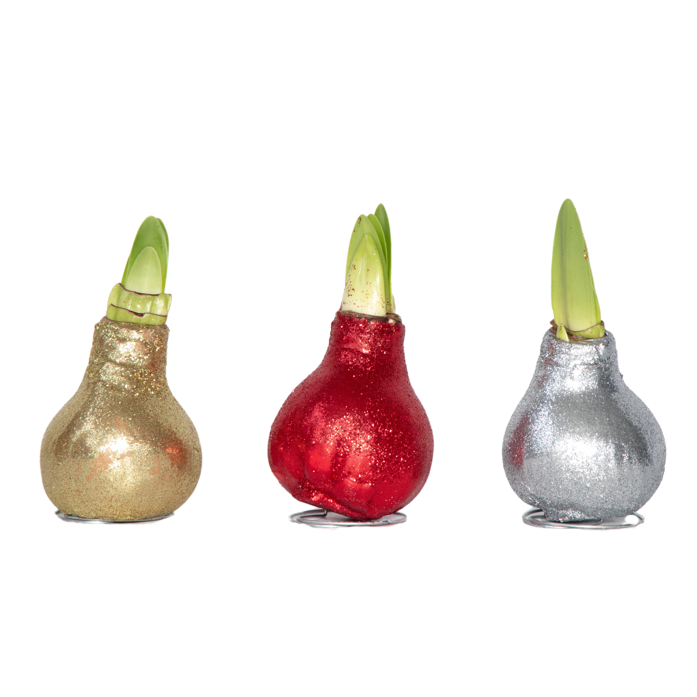 Amaryllis - Set van 3 - Hippeastrum'Glitter Mix'- Bloembol - Rood afbeelding