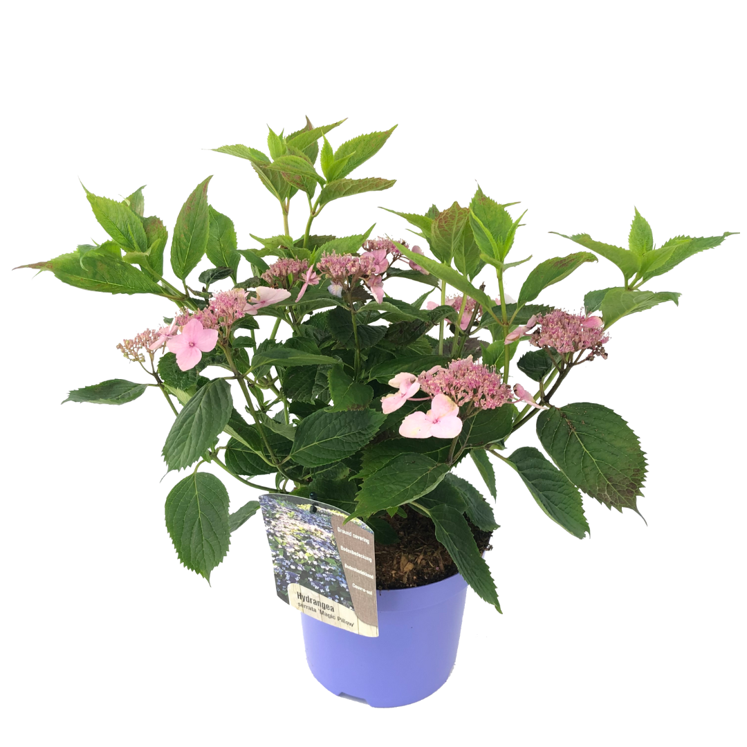 Hortensia - Hydrangea serrata'Magic Pillow'- Hoogte 25-40cm -⌀19cm afbeelding