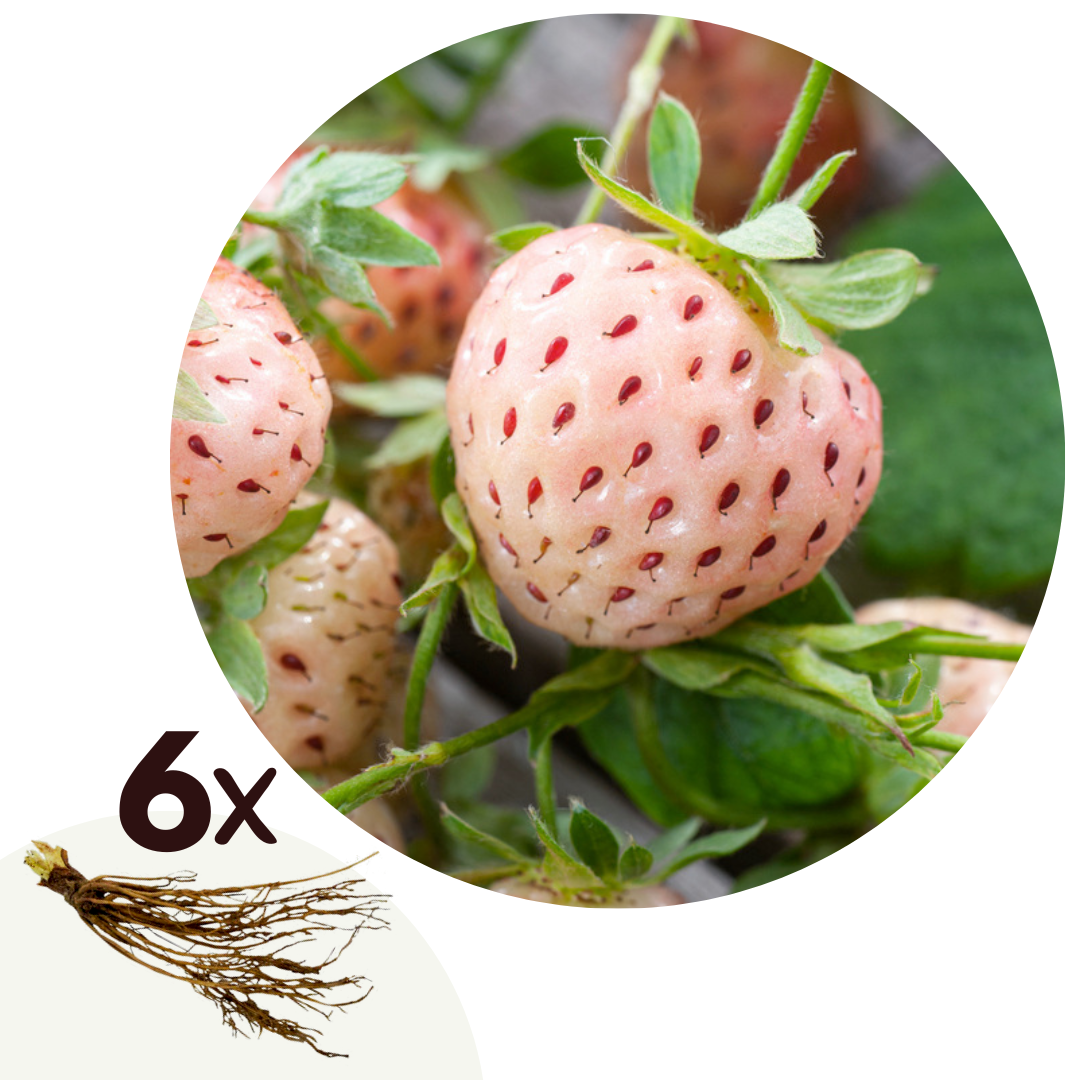Witte aardbei - Set van 6 - Fragaria'White Pine'- Wortelstokken - Groen afbeelding