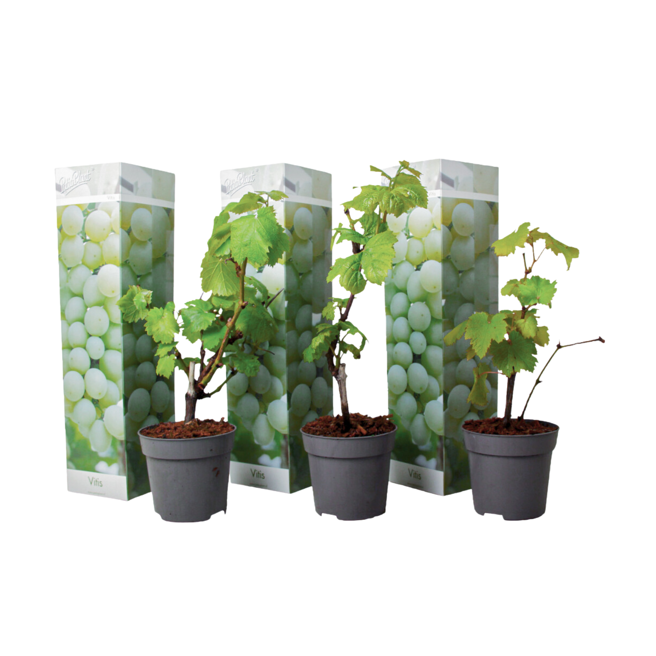 Druivenplant - Set van 3 - Vitis vinifera'Chardonnay'- Hoogte 25-40cm -⌀9cm afbeelding