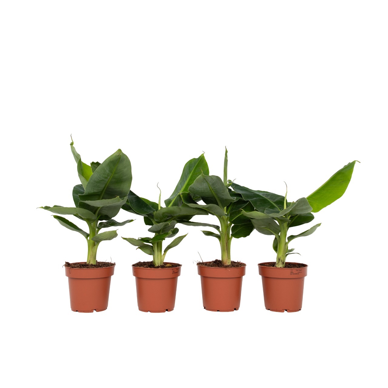 Bananenplant - Set van 4 - Musa'Oriental Dwarf'- Hoogte 25-40cm -⌀12cm afbeelding