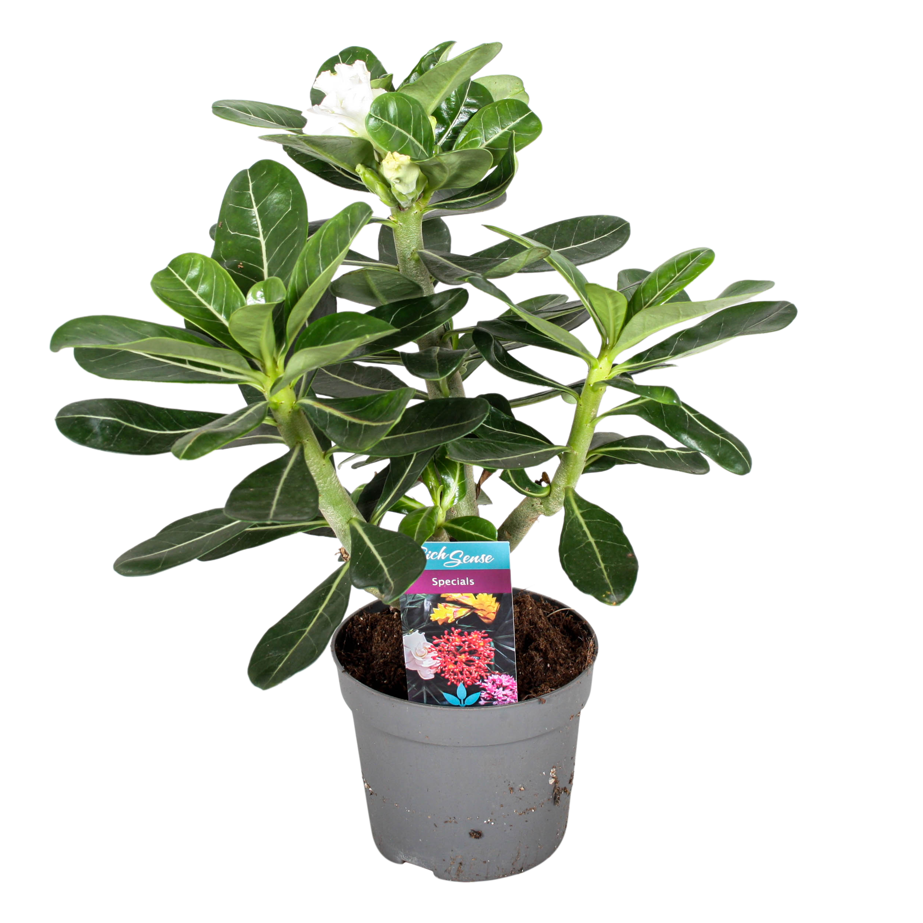 Woestijnroos - Adenium obesum - Hoogte 30-40cm -⌀13cm afbeelding