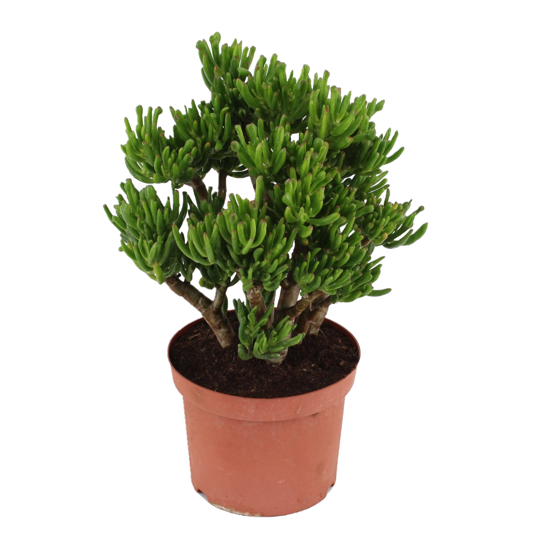 Jadeplant - Crassula ovata'Hobbit'- Hoogte 45-50cm -⌀23cm afbeelding