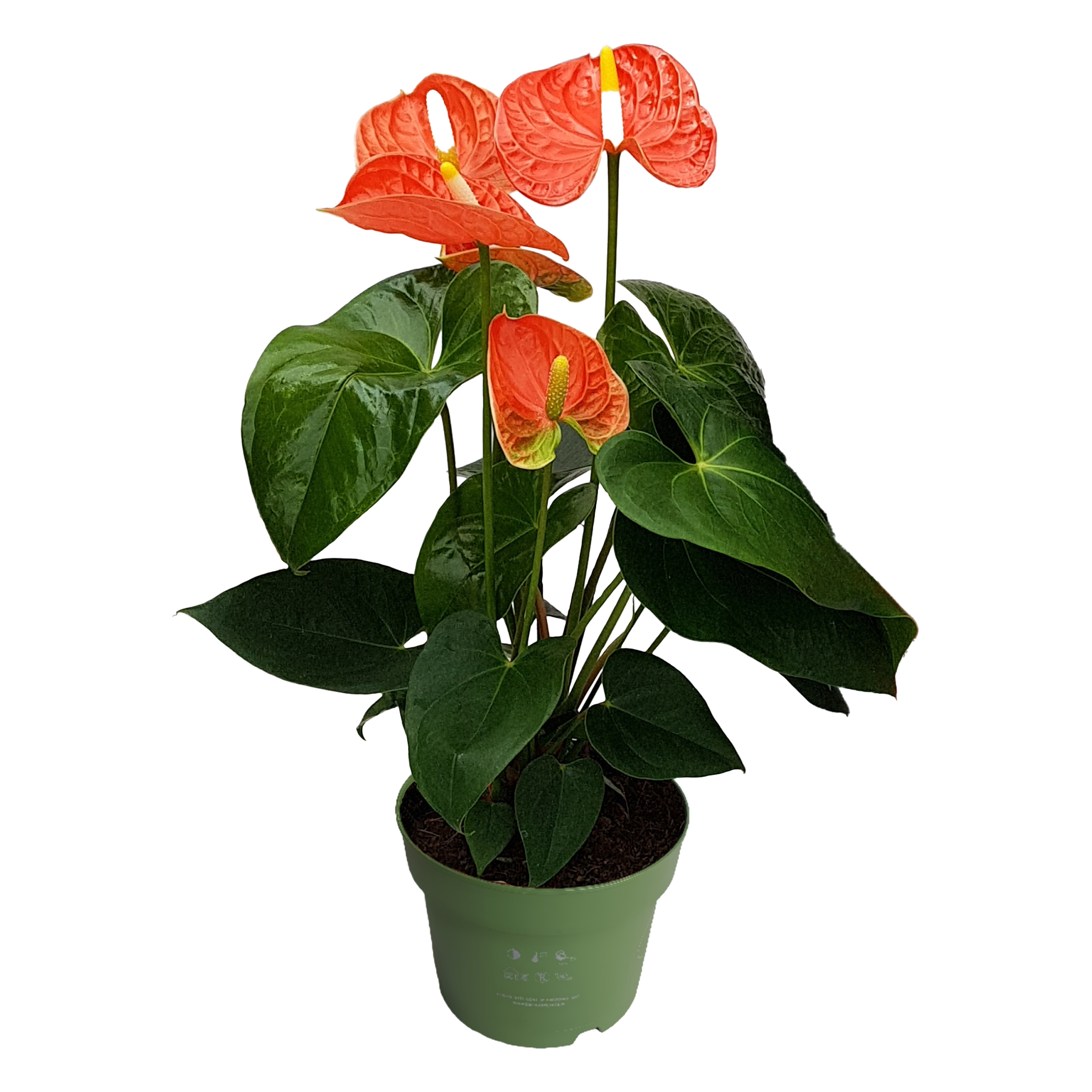 Flamingoplant - Anthurium'Madural Orange'- Hoogte 40-55cm -ø14cm afbeelding