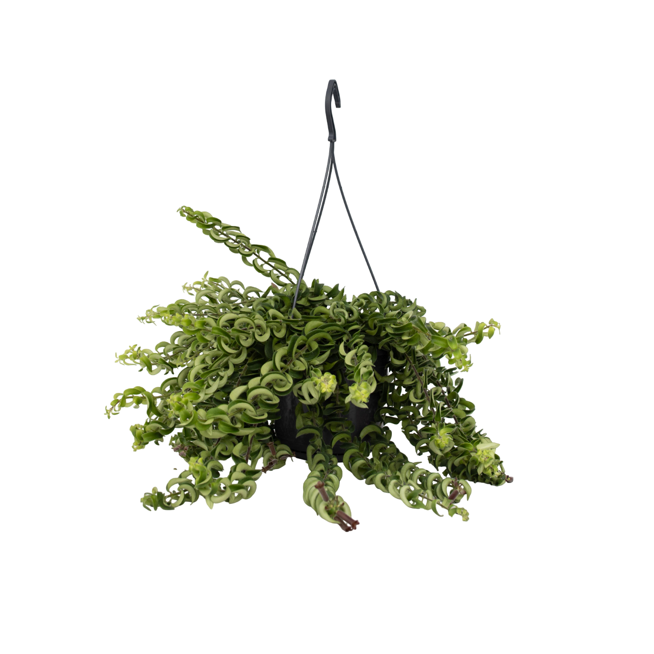 Lippenstiftplant - Aeschynanthus pulcher - Hoogte 20-30cm -⌀15cm afbeelding
