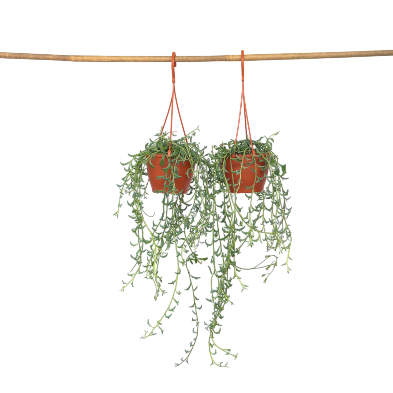 Dolfijnenplant - Set van 2 - Senecio peregrinus - Hoogte 10-20cm -⌀12cm afbeelding