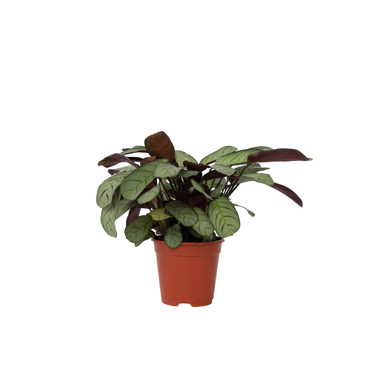 Amagris - Ctenanthe burle-marxii - Hoogte 25-35cm -⌀14cm afbeelding