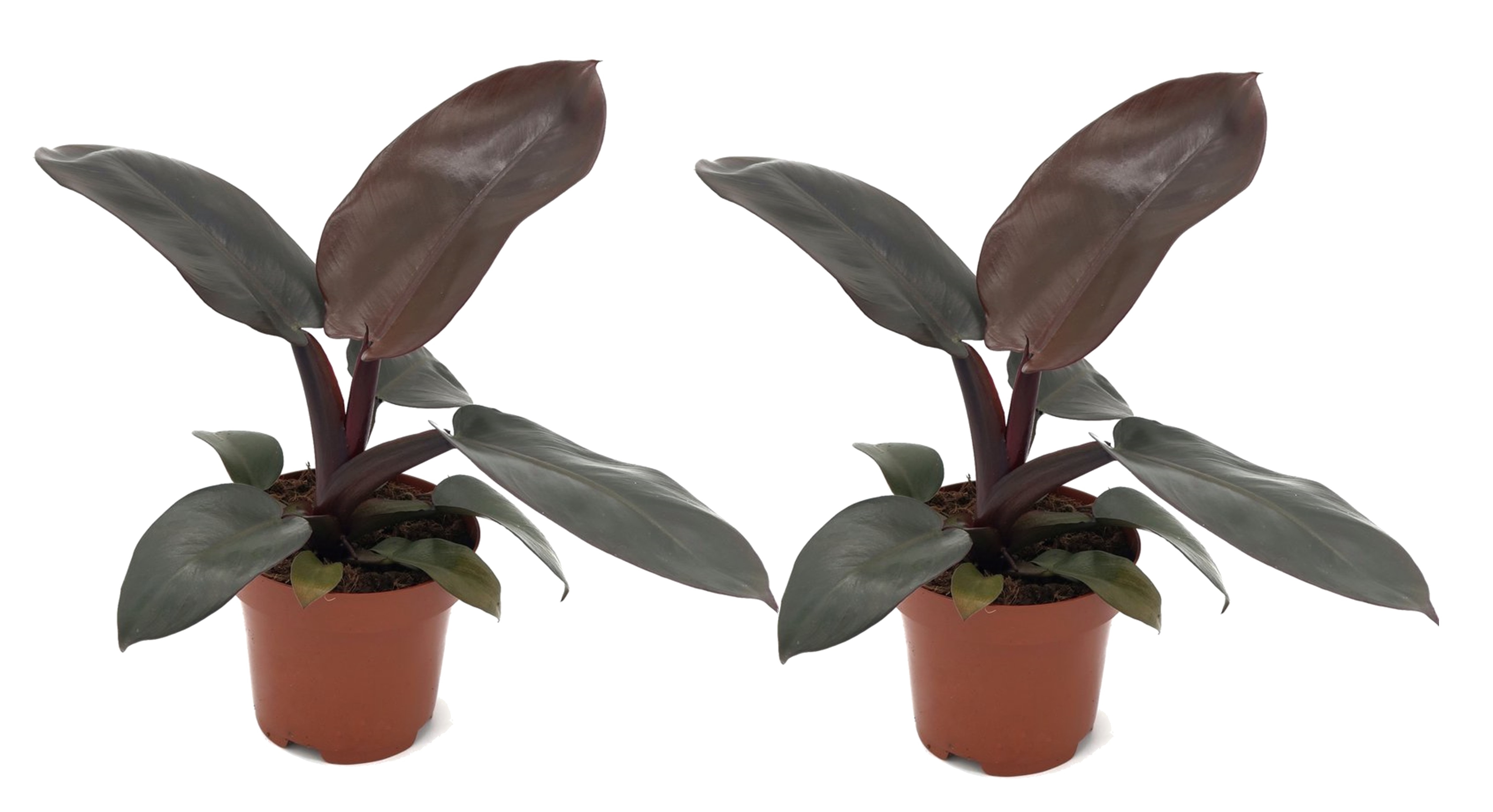 Philodendron - Set van 2 - Philodendron Black Cardinal - Hoogte 20-30cm -⌀12cm afbeelding