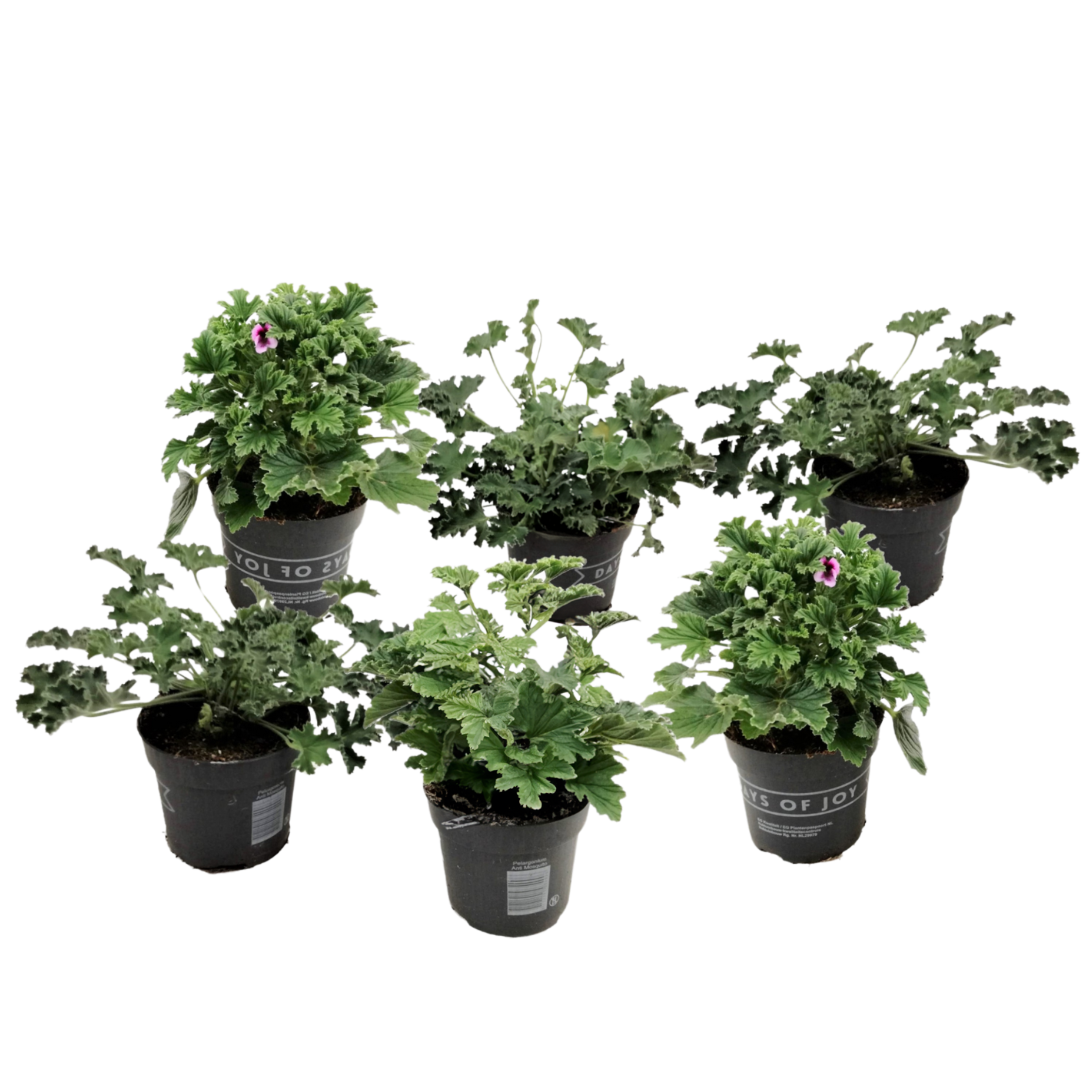 Geranium - Set van 6 - Pelargonium - Hoogte 15-25cm -⌀10,5cm afbeelding