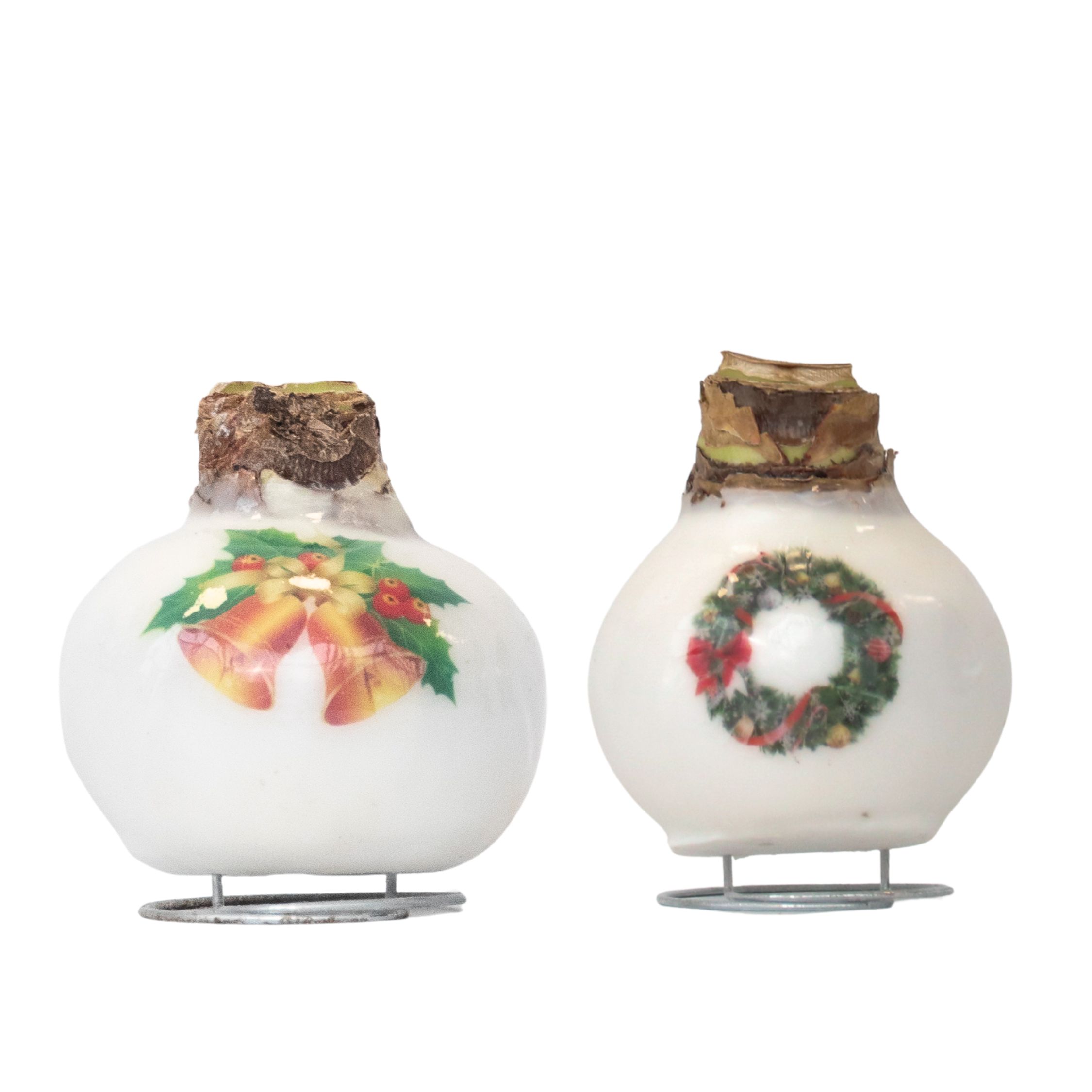 Amarylis - Sada 2 ks - Hippeastrum 'Porcelánový voskový Mix'