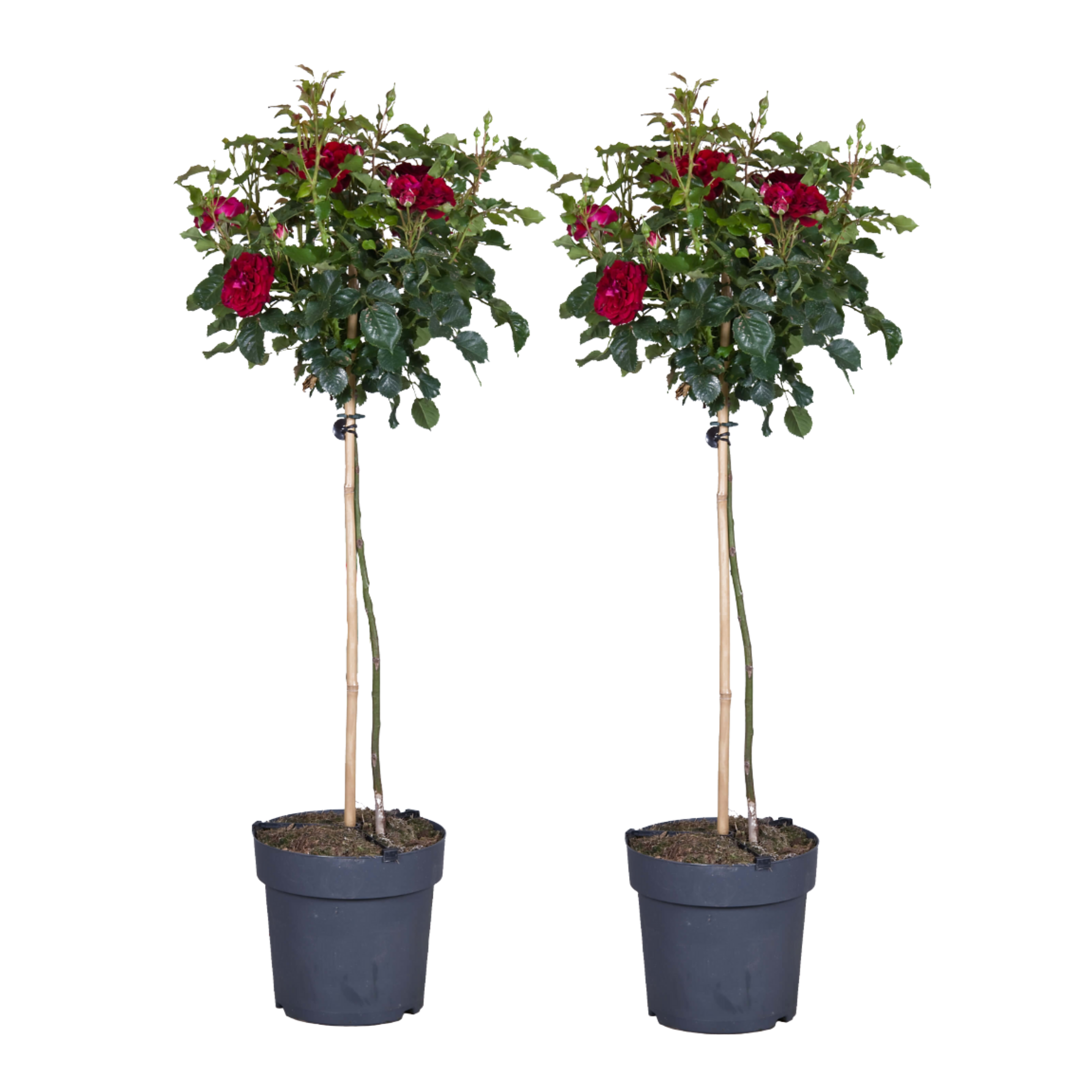 Rode stamrozen - Set van 2 - Rosa palace‘Pride'- Hoogte 80-100cm -⌀19cm afbeelding