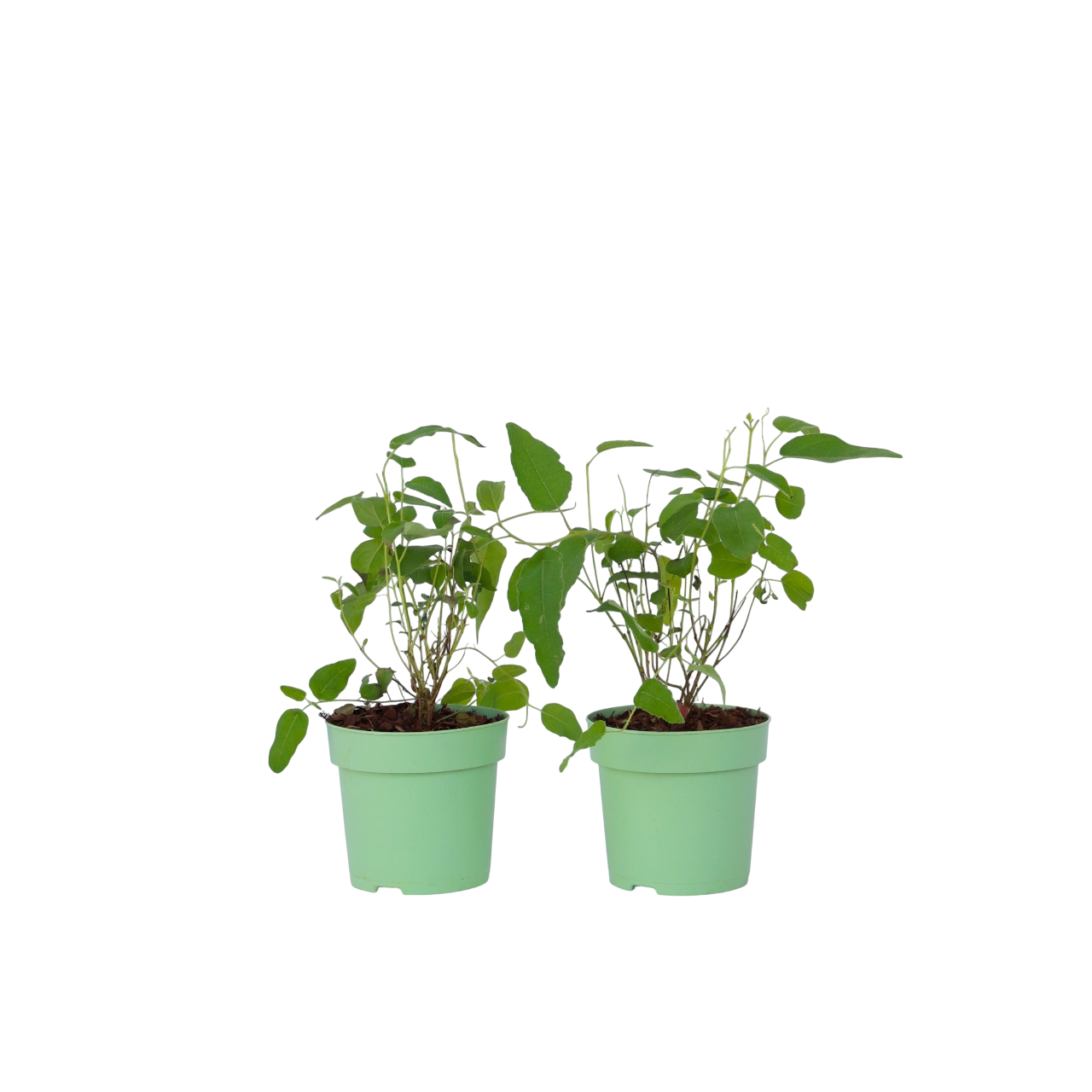 Citroeneucalyptus - Set van 2 - Eucalyptus'Citriodora'- Hoogte 35-45cm -⌀15cm afbeelding