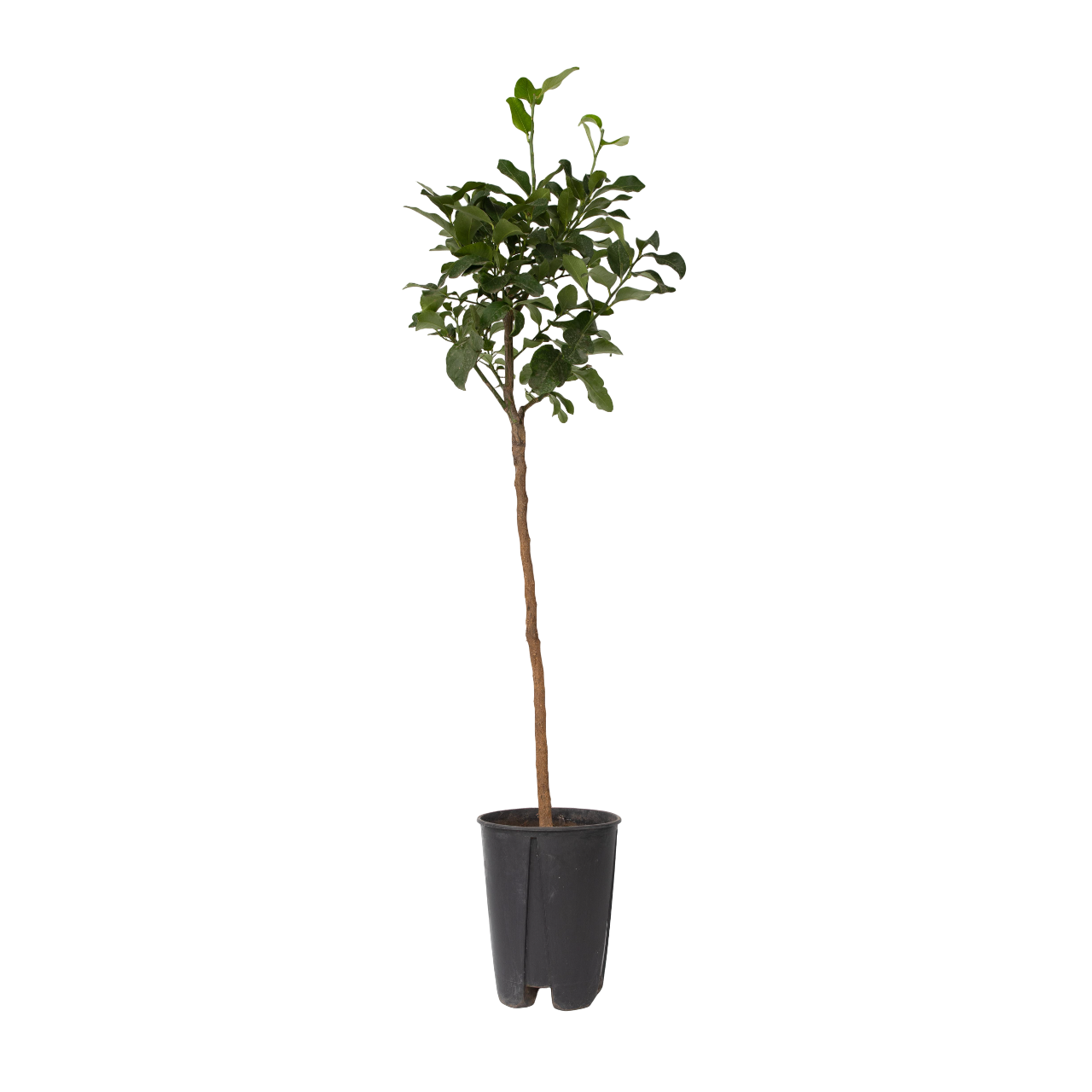 Citroenboom - Citrus limon - Hoogte 100-120cm -⌀19cm afbeelding