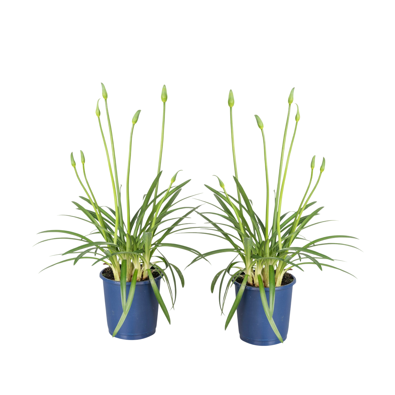 Kaapse Lelie - Set van 2 - Agapanthus'Superb White'- Hoogte 30-45cm -⌀14cm afbeelding
