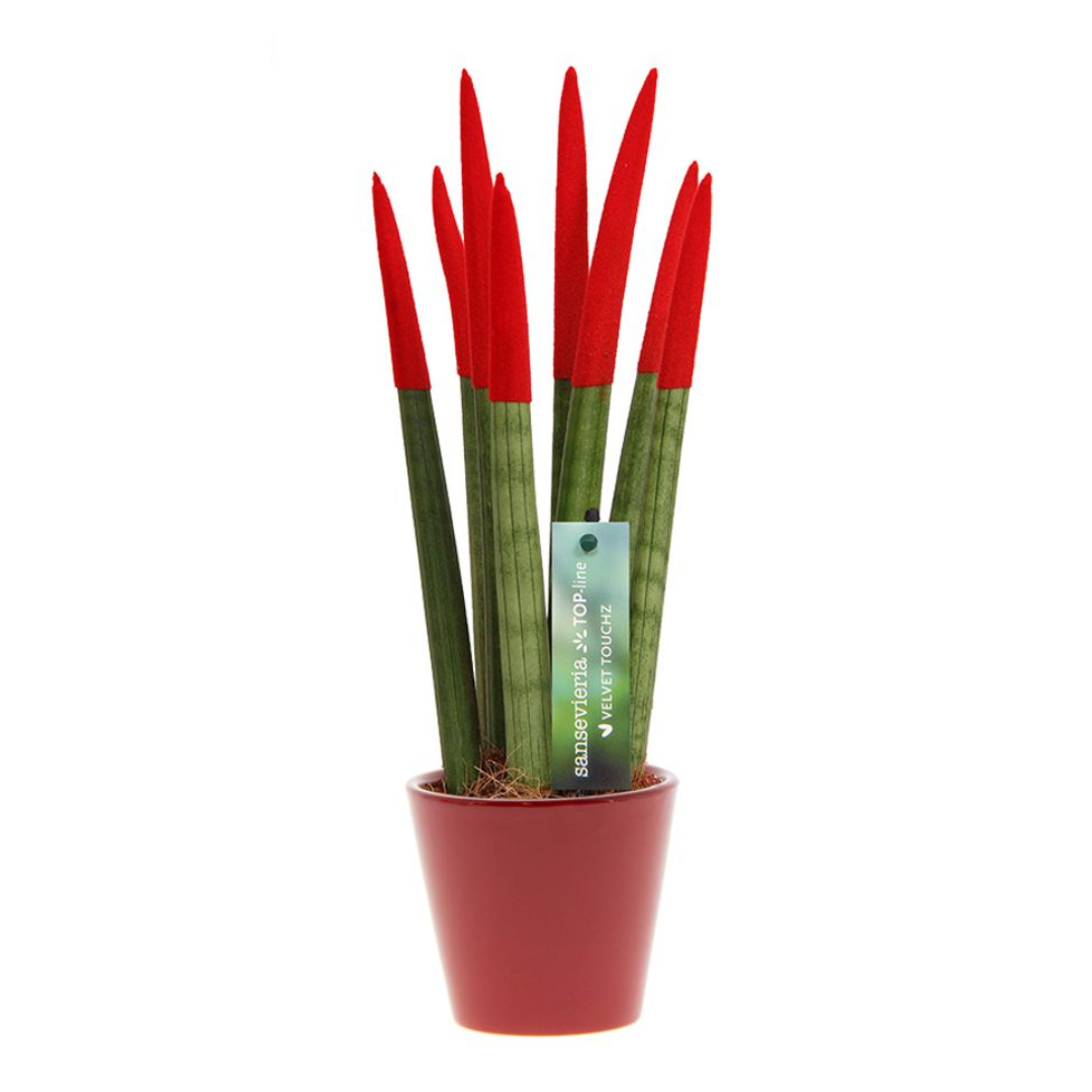 Vrouwentong - Sansevieria cylindrica - Hoogte 20-40cm -⌀9cm afbeelding