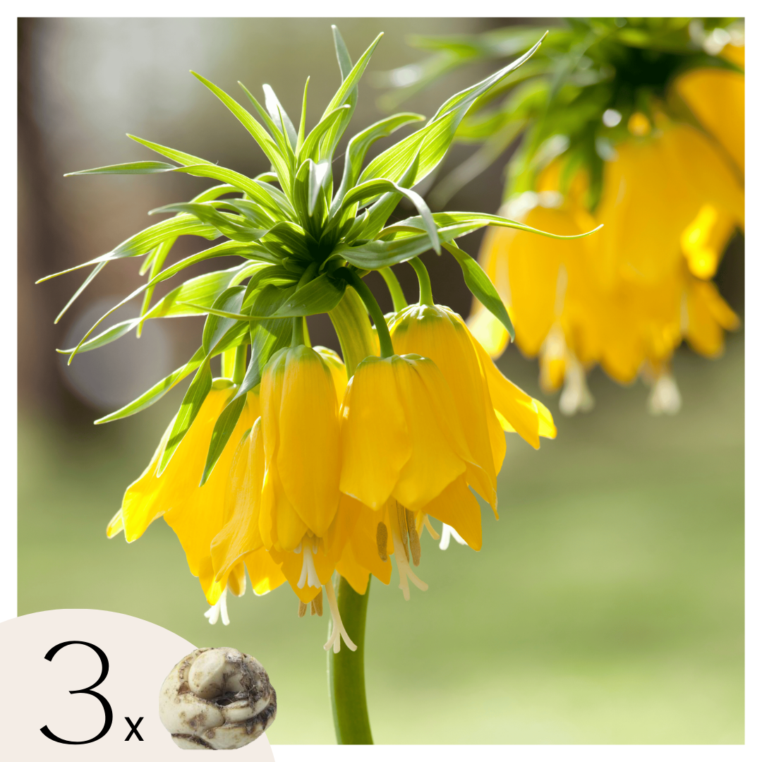 Gele keizerskroon - Set van 3 - Fritillaria'lutea'- Bloembollen - Geel afbeelding