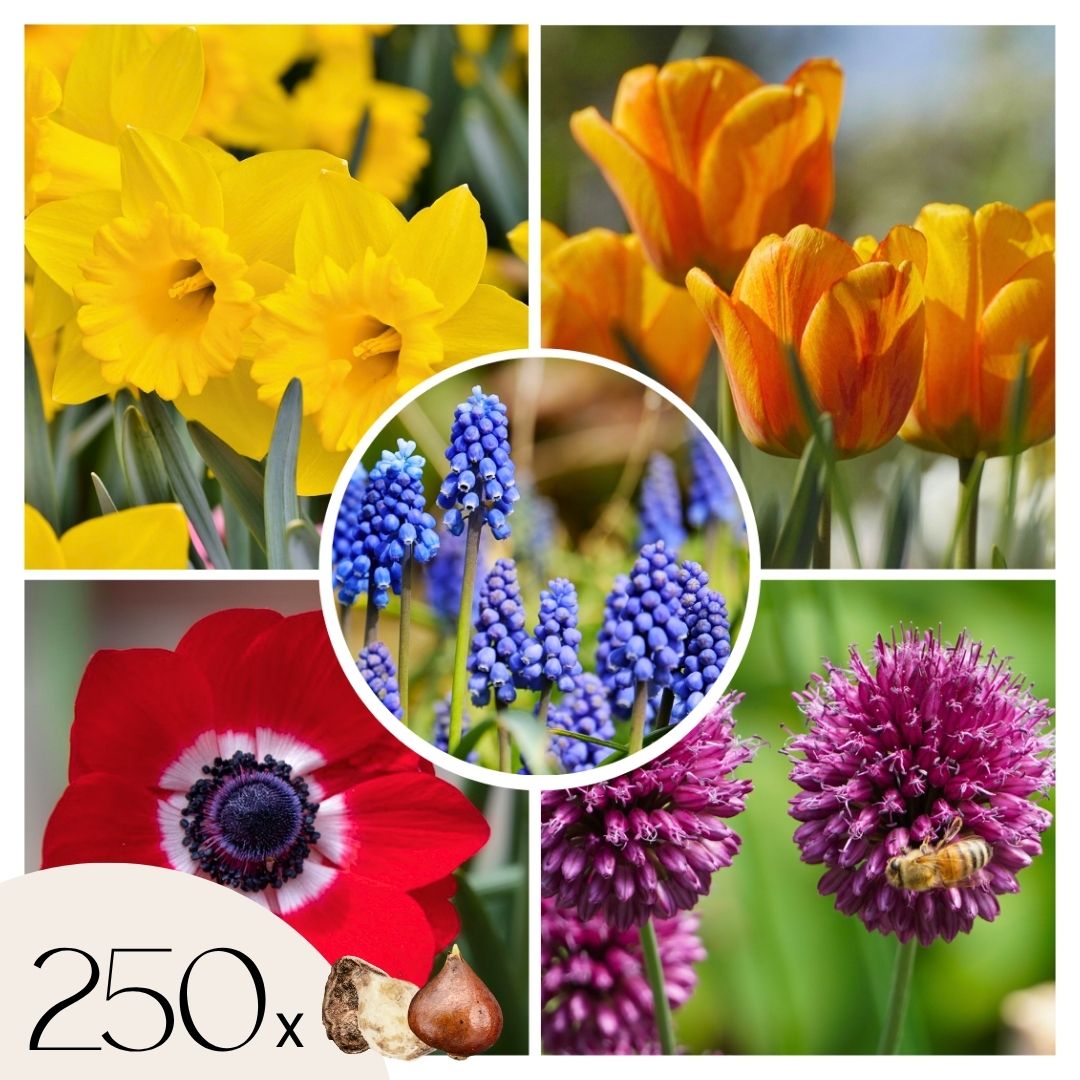 Kleurrijke bloembollen - Set van 250 - Tulipa, Anem. Narcis. Allium, Muscari afbeelding