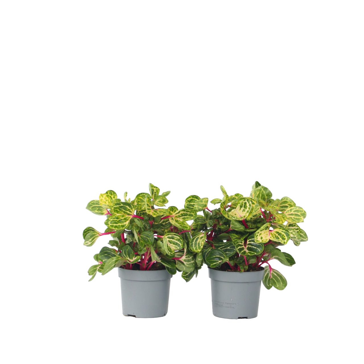 Biefstukplant - Set van 2 - Iresine herbstii - Hoogte 20-30cm -⌀13cm afbeelding 1