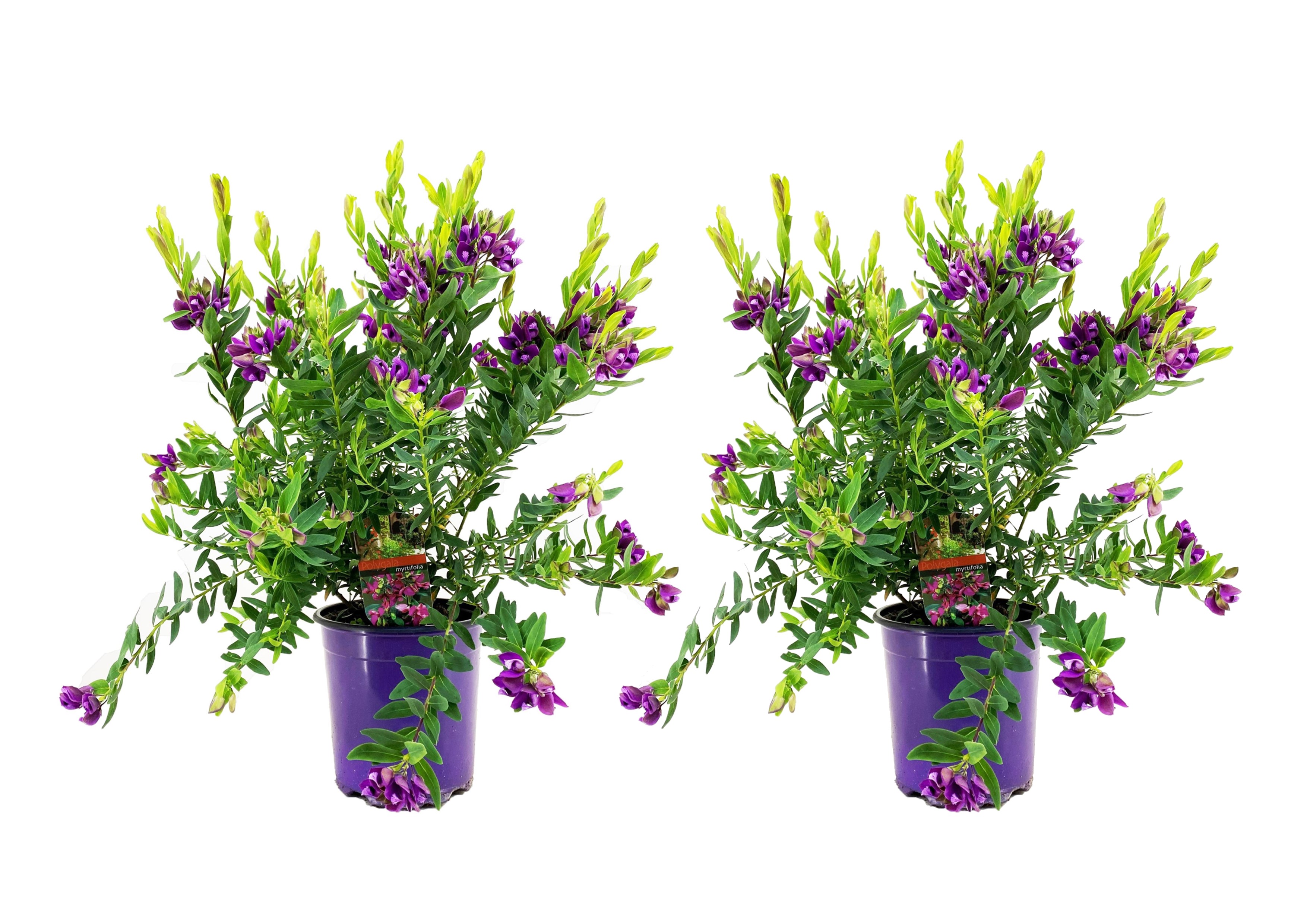 Vleugeltjesbloem - Set van 2 - Polygala'Bibi Pink'- Hoogte 35-50cm -⌀14cm afbeelding