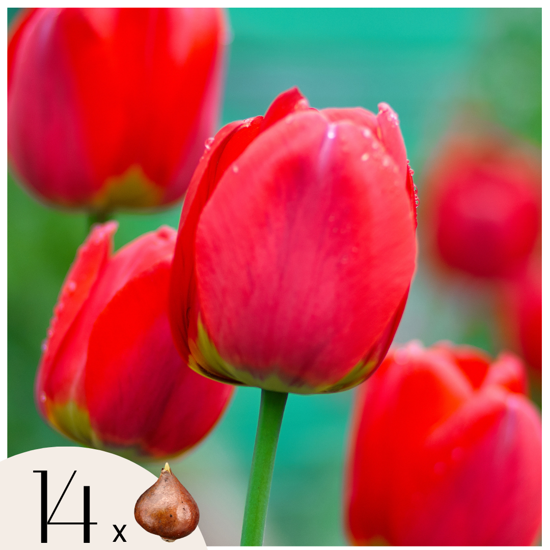 Tulpenbollen - Set van 14 - Tulipa'Red Impression'- Bloembollen - Rood afbeelding