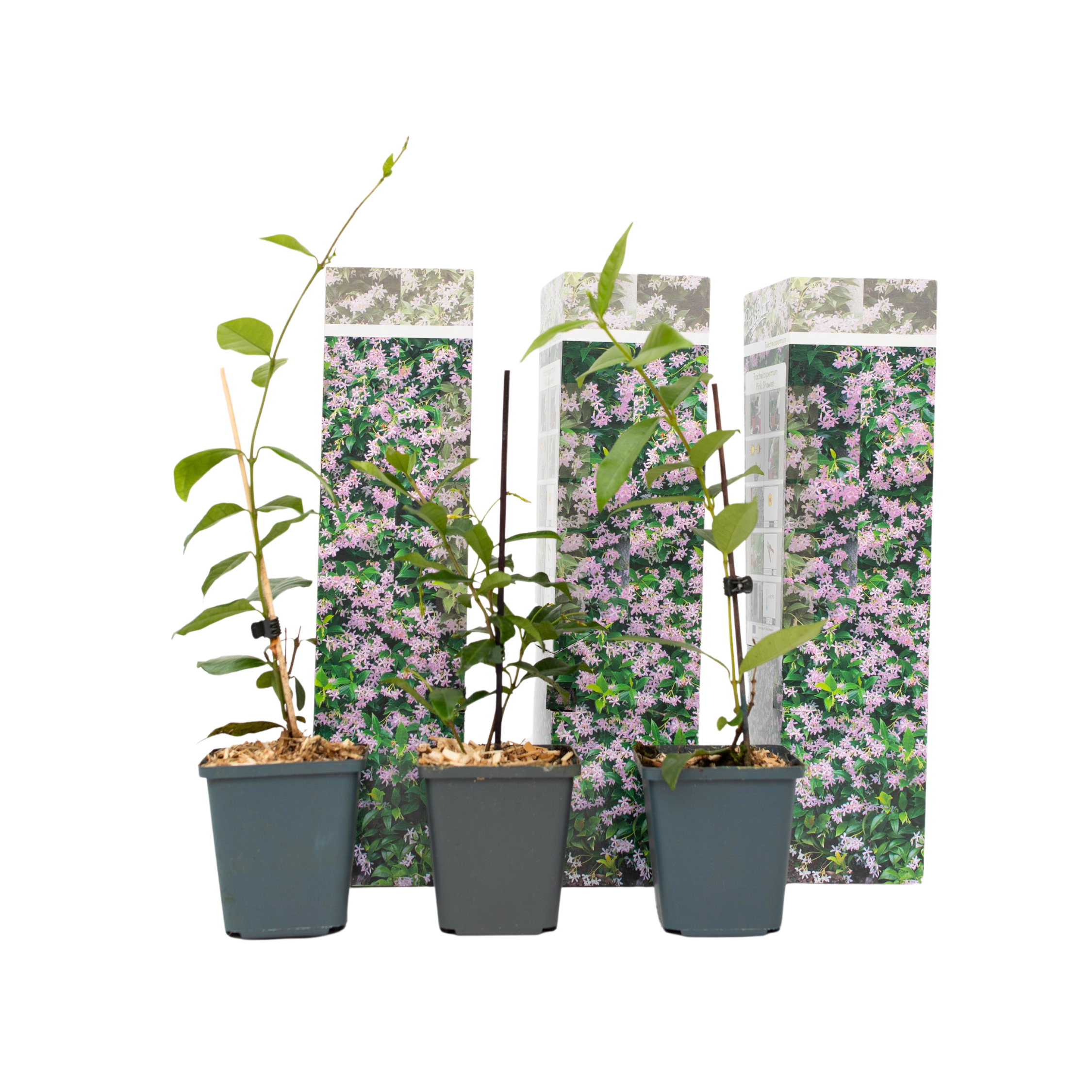Jasmijn - Set van 3 - Trachelospermum jasminoides - Hoogte 25-40cm -⌀9cm afbeelding
