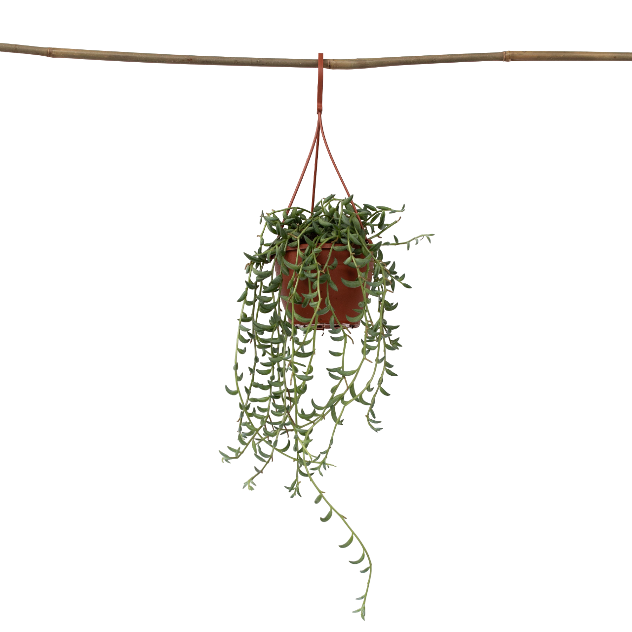 Bananenketting - Senecio radicans - Hoogte 10-20cm -⌀12cm afbeelding