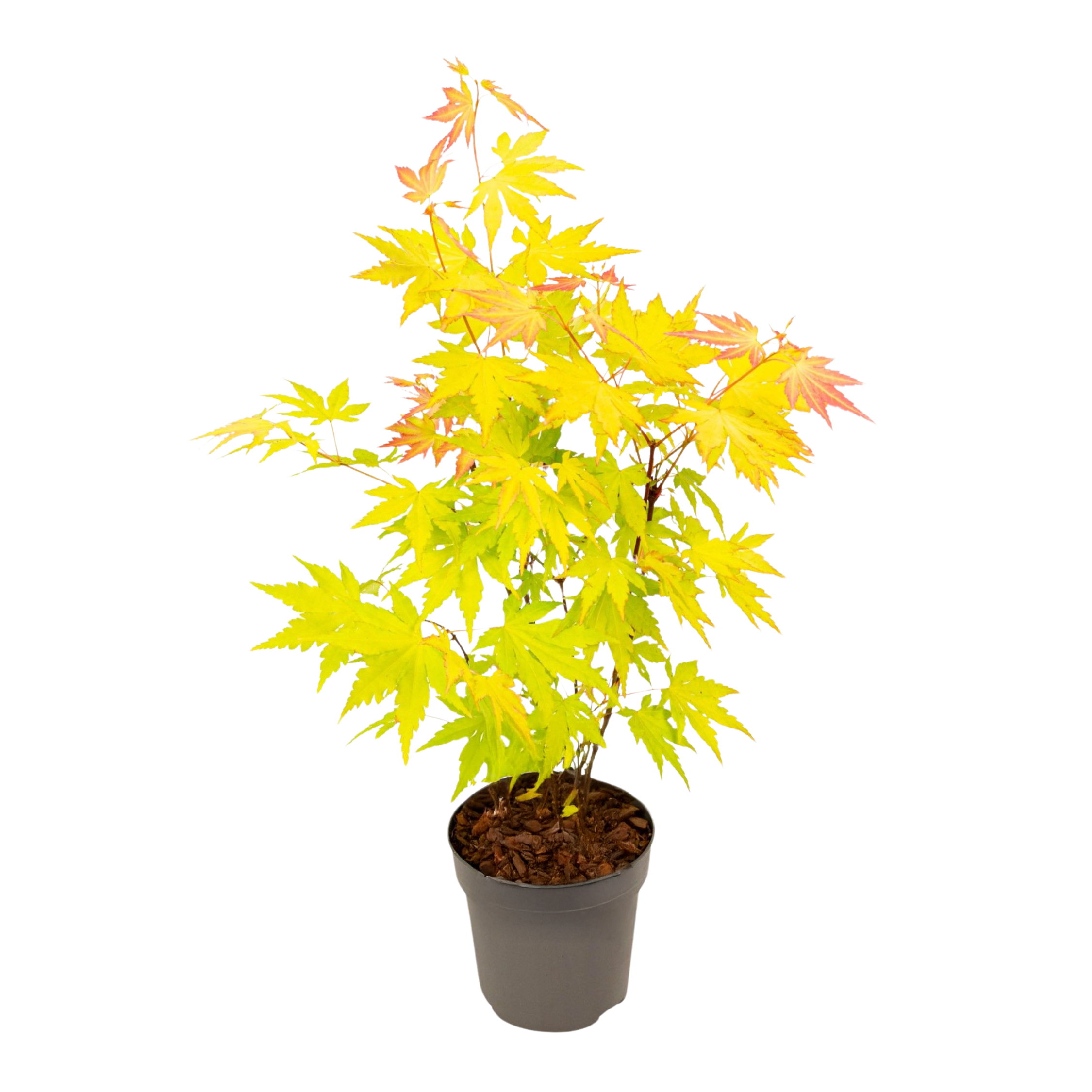 Japanse Esdoorn - Acer palmatum'Orange Dream'- Hoogte 25-40cm -⌀10,5cm afbeelding