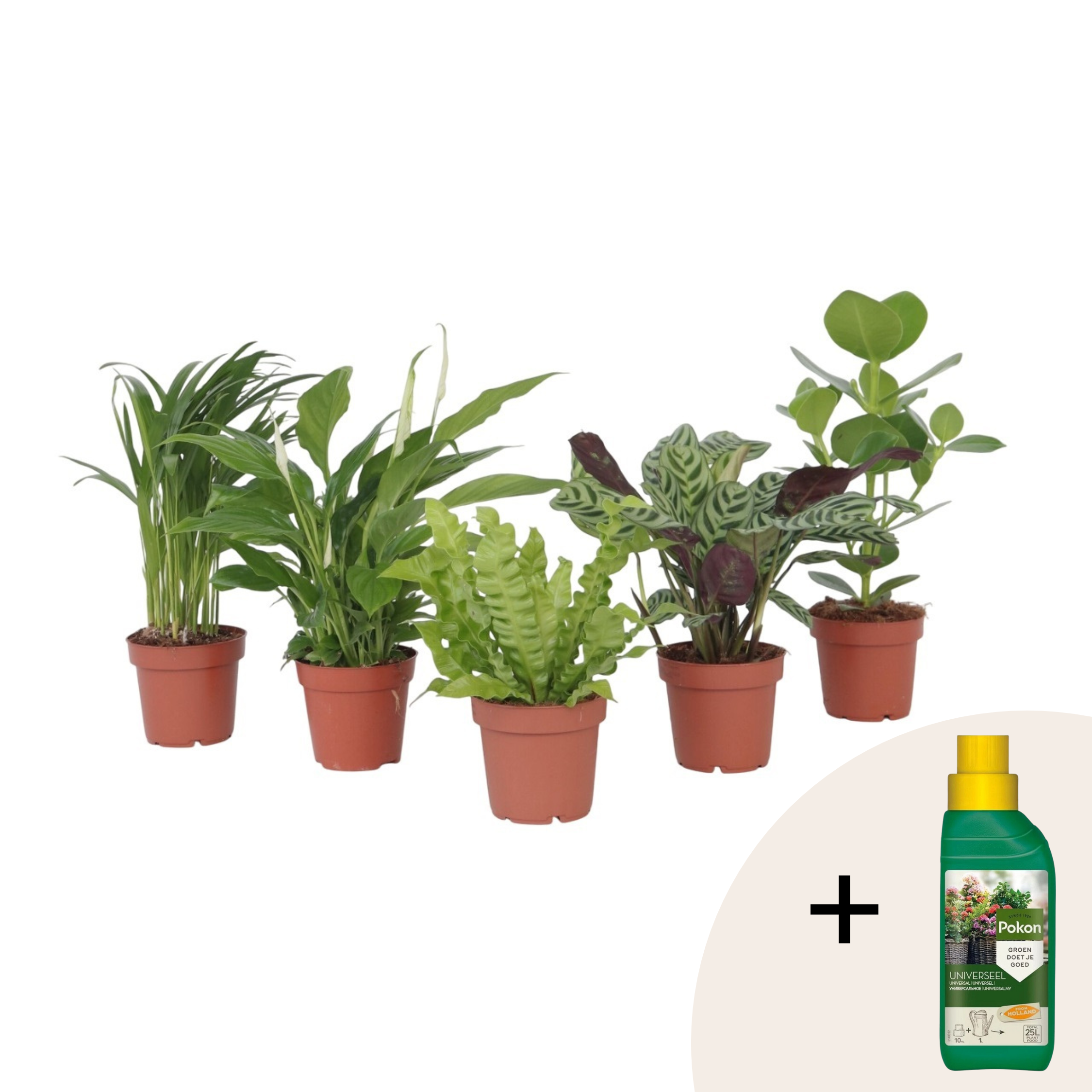 Luchtzuiverende kamerplanten - Set van 5 - Hoogte 25-40cm -⌀12cm afbeelding