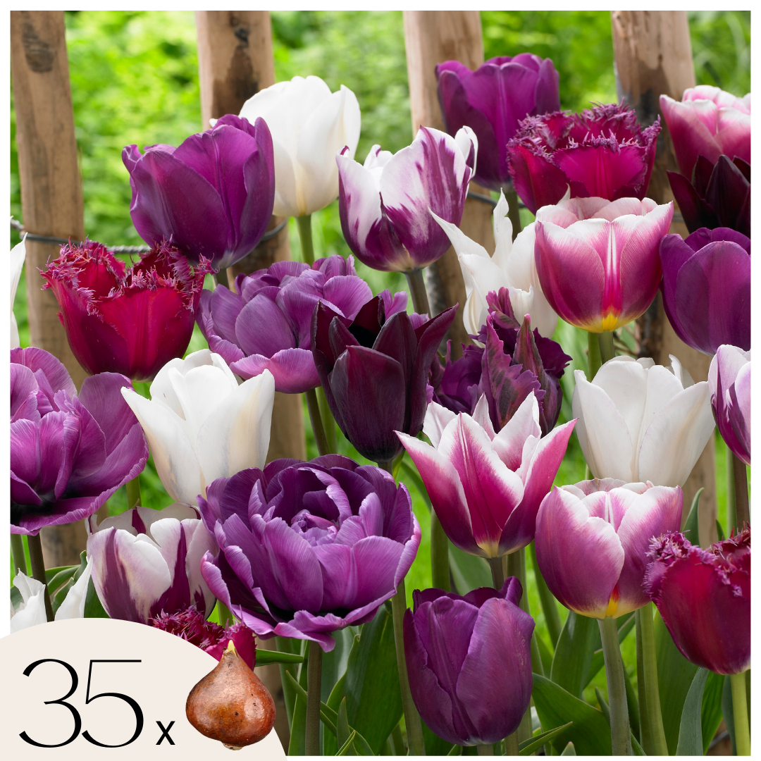 Tulpenbollen - Set van 35 - Tulipa'Blueberry'- Bloembollen - Paars afbeelding