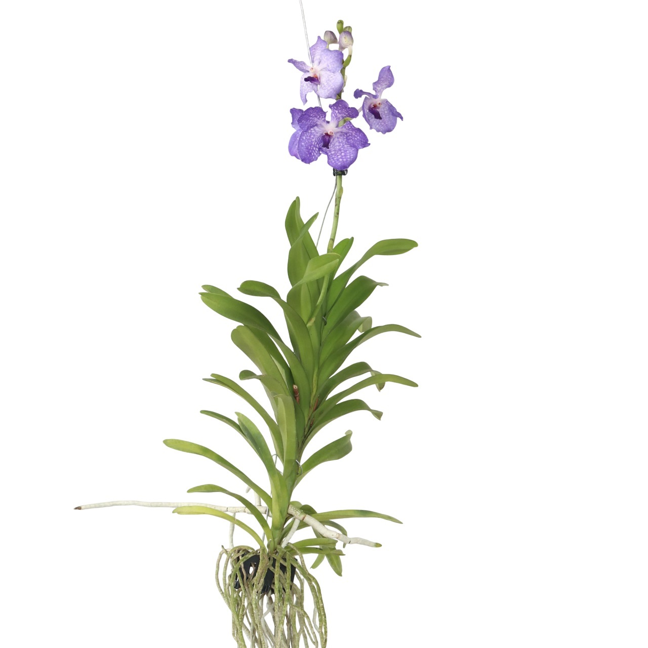 Blauwe orchidee - Vanda'New Blue'- Hoogte 55-65cm afbeelding
